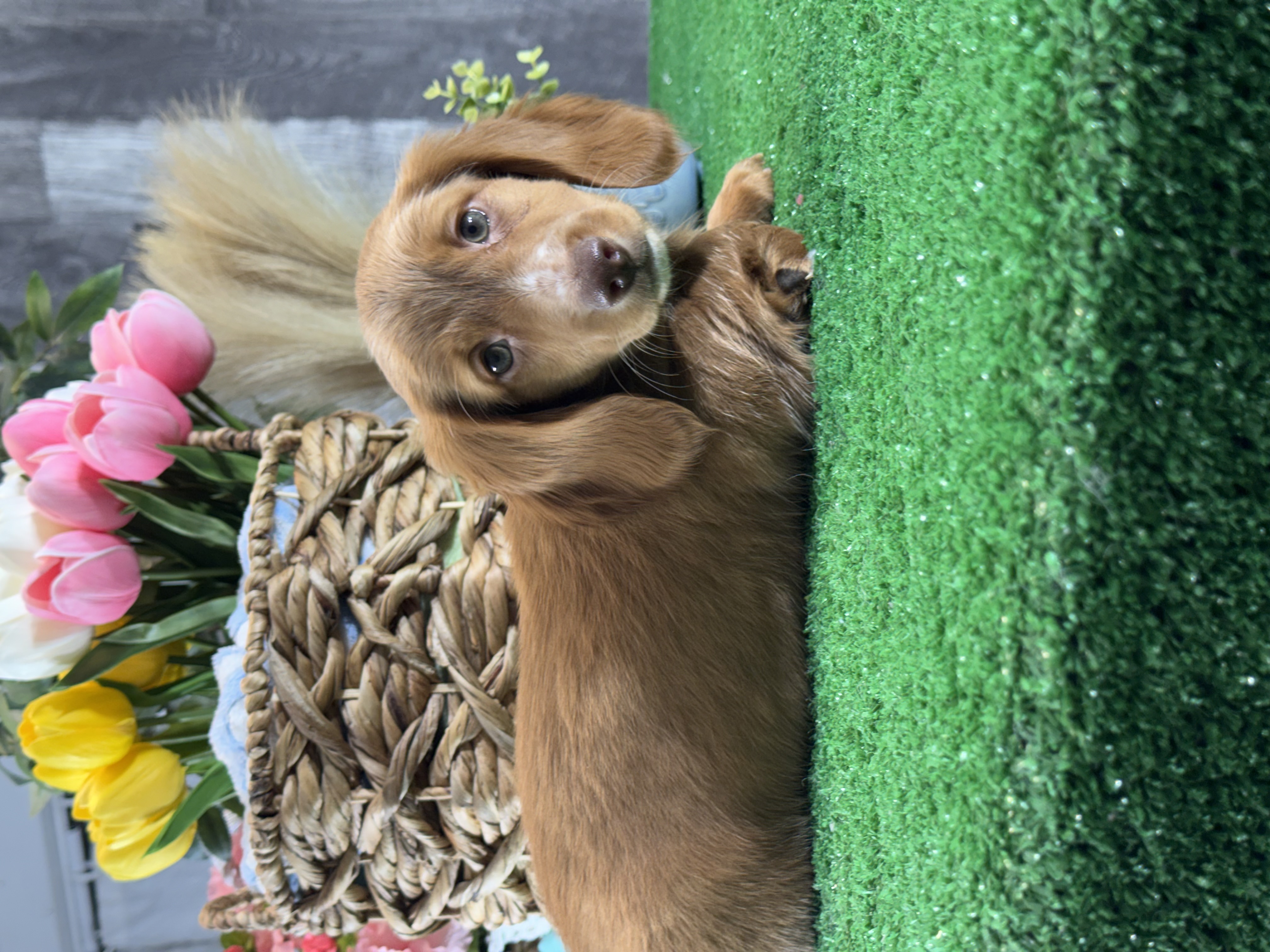 puppy, for, sale, Dachshund, Curtis  Martin, dog, breeder, Seneca Falls, NY, dog-breeder, puppy-for-sale, forsale, nearby, find, puppyfind, locator, puppylocator, aca