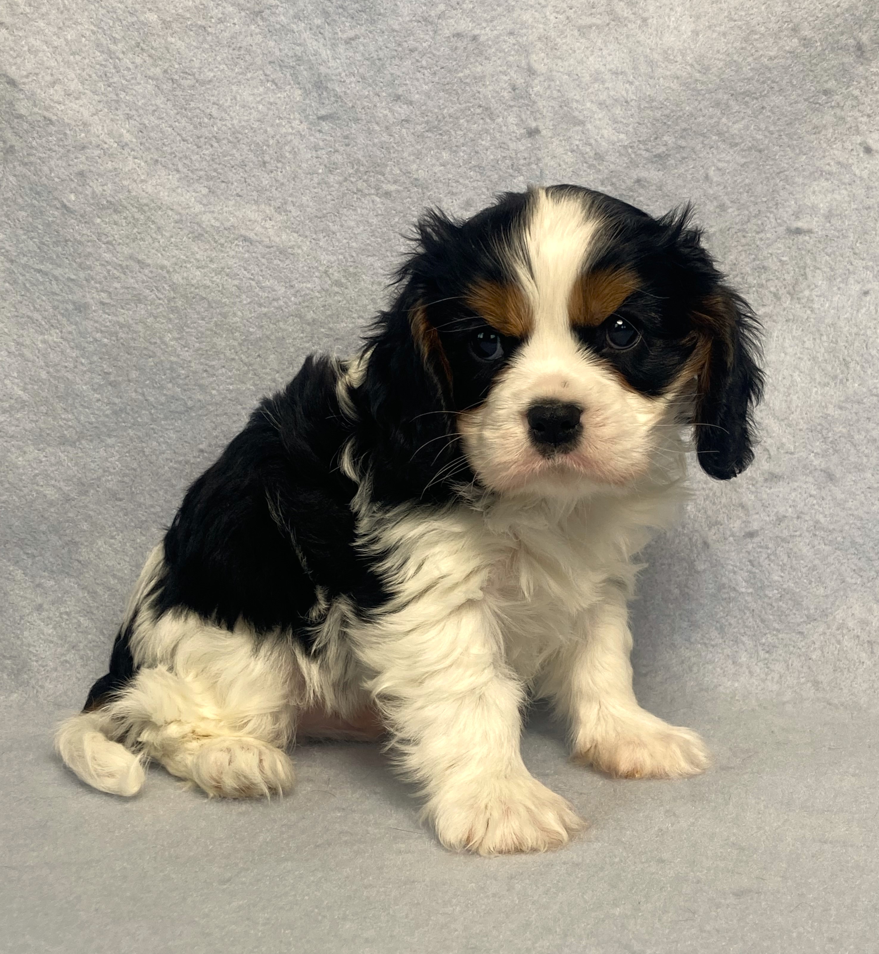 puppy, for, sale, Cavalier King Charles Spaniel,   Little Stream Estates LLC, dog, breeder, Lititz, PA, dog-breeder, puppy-for-sale, forsale, nearby, find, puppyfind, locator, puppylocator, aca