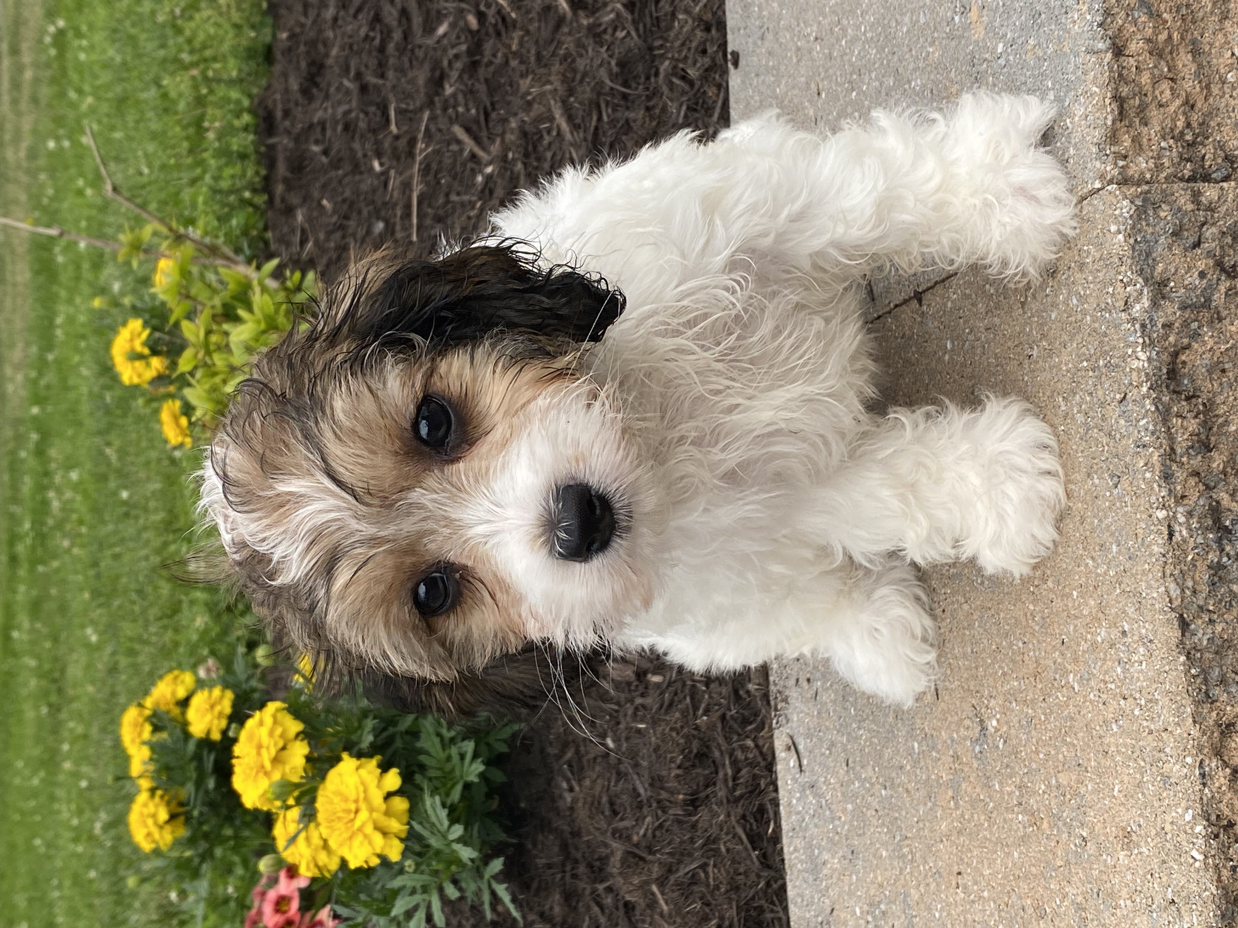 puppy, for, sale, Cava Chon, Curtis  Martin, dog, breeder, Seneca Falls, NY, dog-breeder, puppy-for-sale, forsale, nearby, find, puppyfind, locator, puppylocator, aca