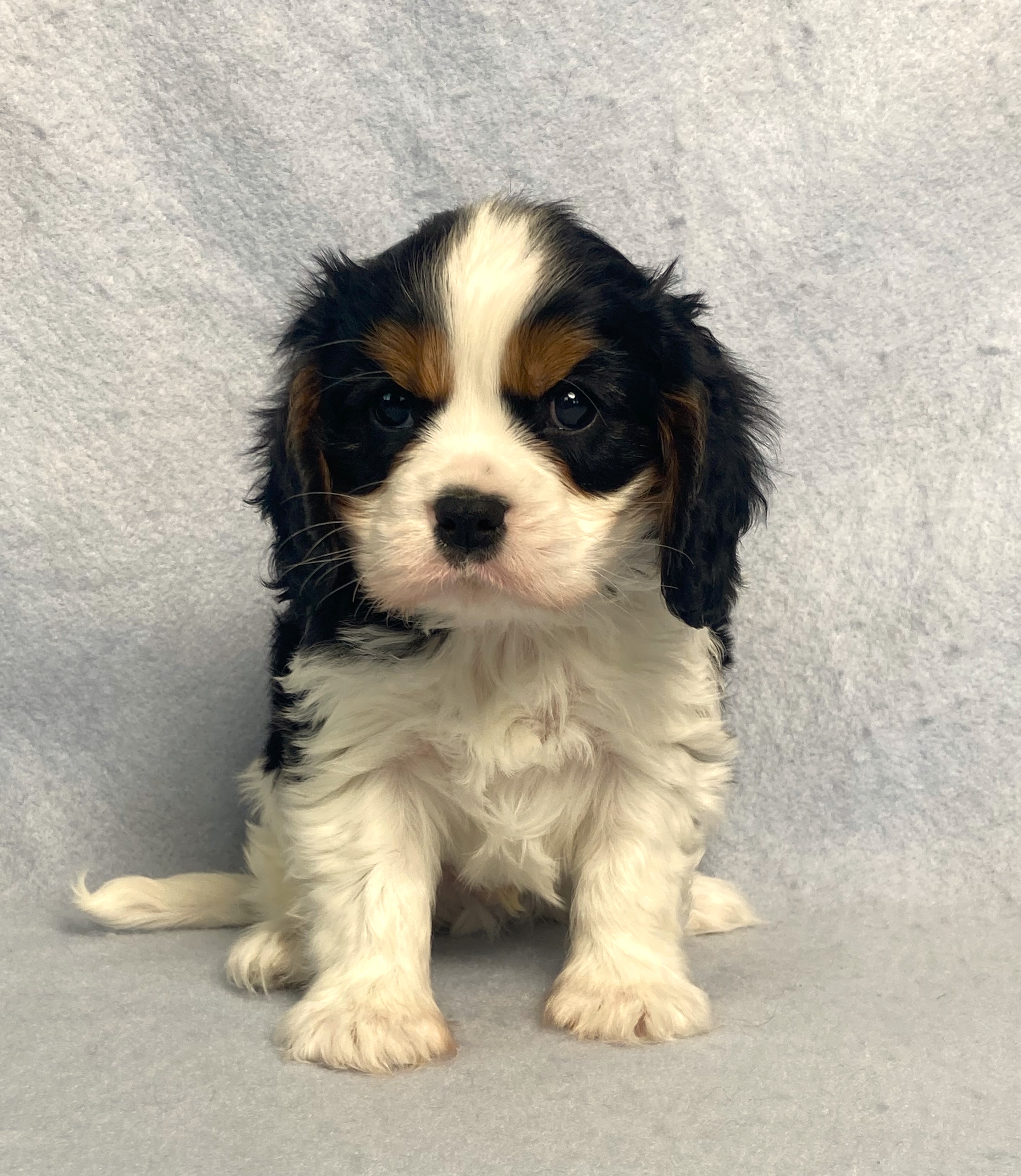 puppy, for, sale, Cavalier King Charles Spaniel,   Little Stream Estates LLC, dog, breeder, Lititz, PA, dog-breeder, puppy-for-sale, forsale, nearby, find, puppyfind, locator, puppylocator, aca