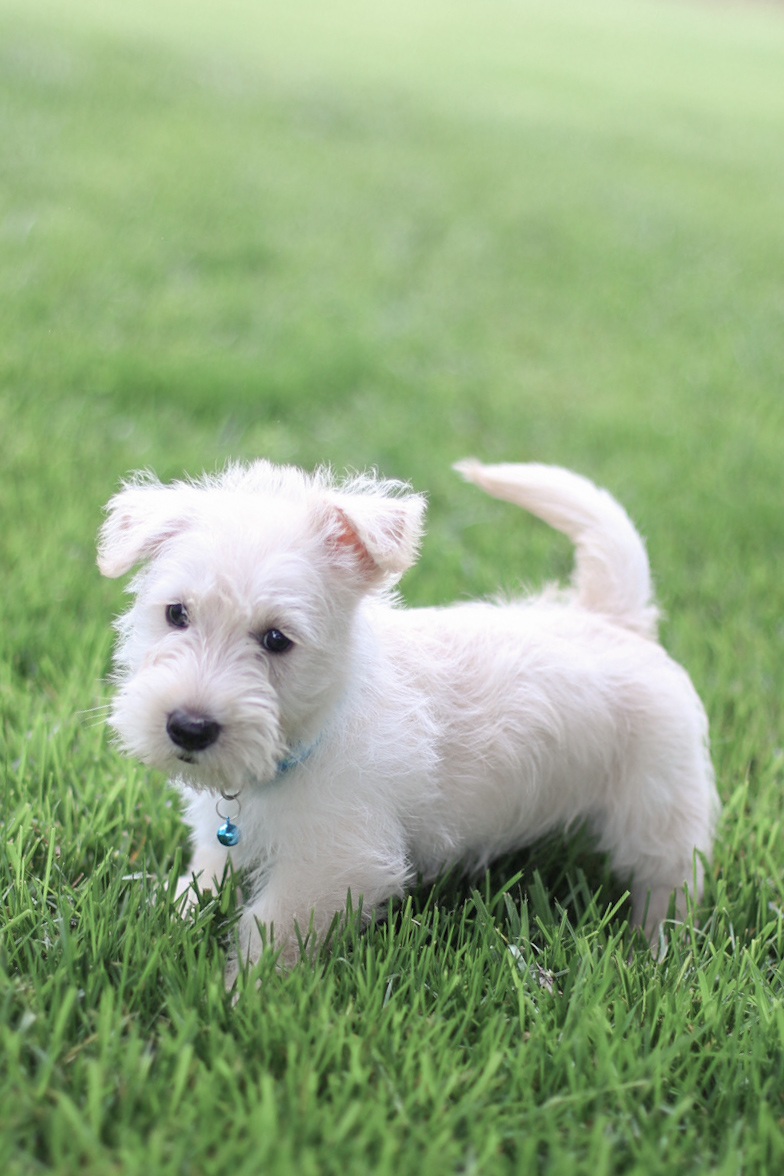 puppy, for, sale, Scottish Terrier, Kerek & Marisa  Martin, dog, breeder, Mount Joy, PA, dog-breeder, puppy-for-sale, forsale, nearby, find, puppyfind, locator, puppylocator, aca