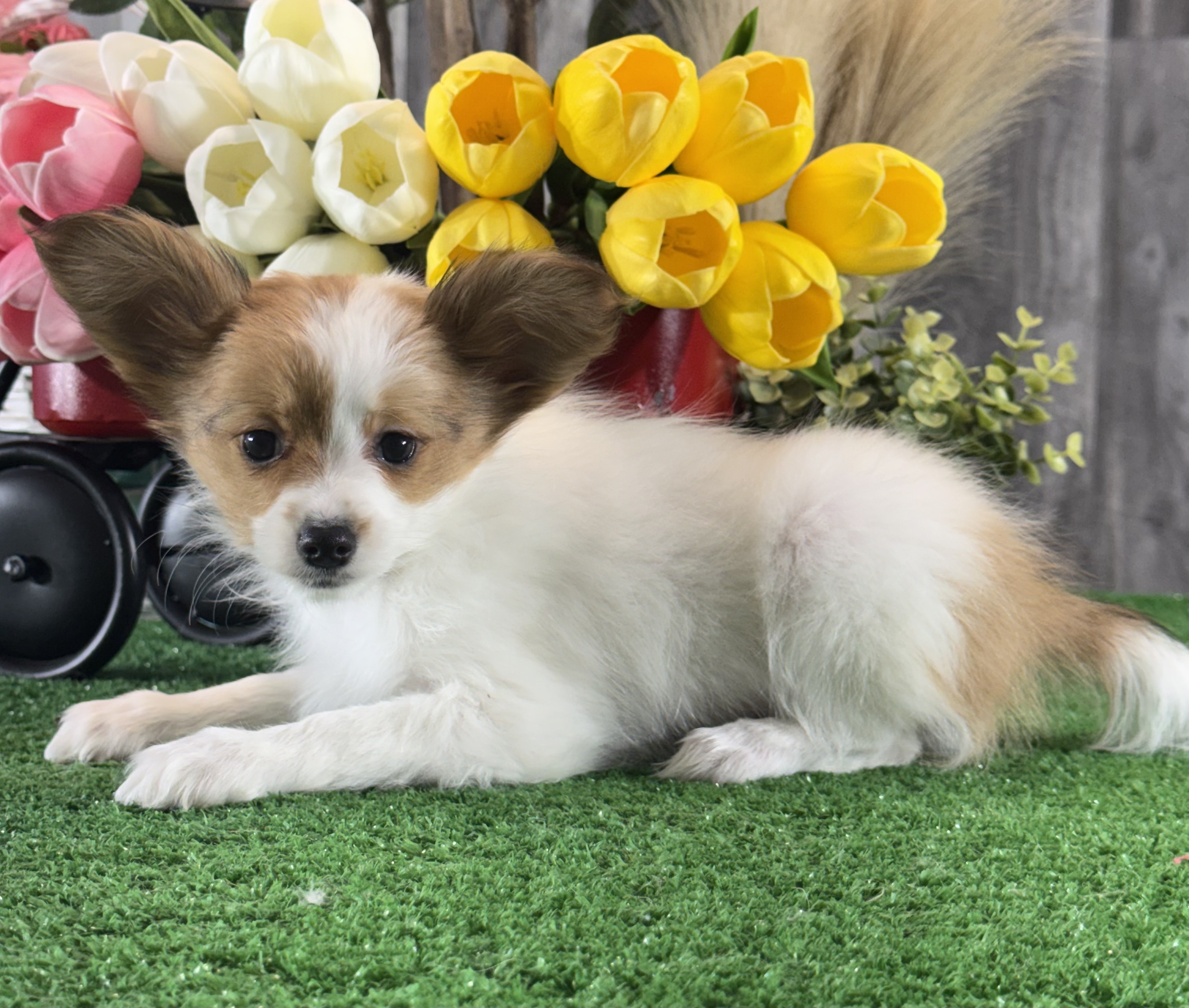 puppy, for, sale, Papillon, Curtis  Martin, dog, breeder, Seneca Falls, NY, dog-breeder, puppy-for-sale, forsale, nearby, find, puppyfind, locator, puppylocator, aca