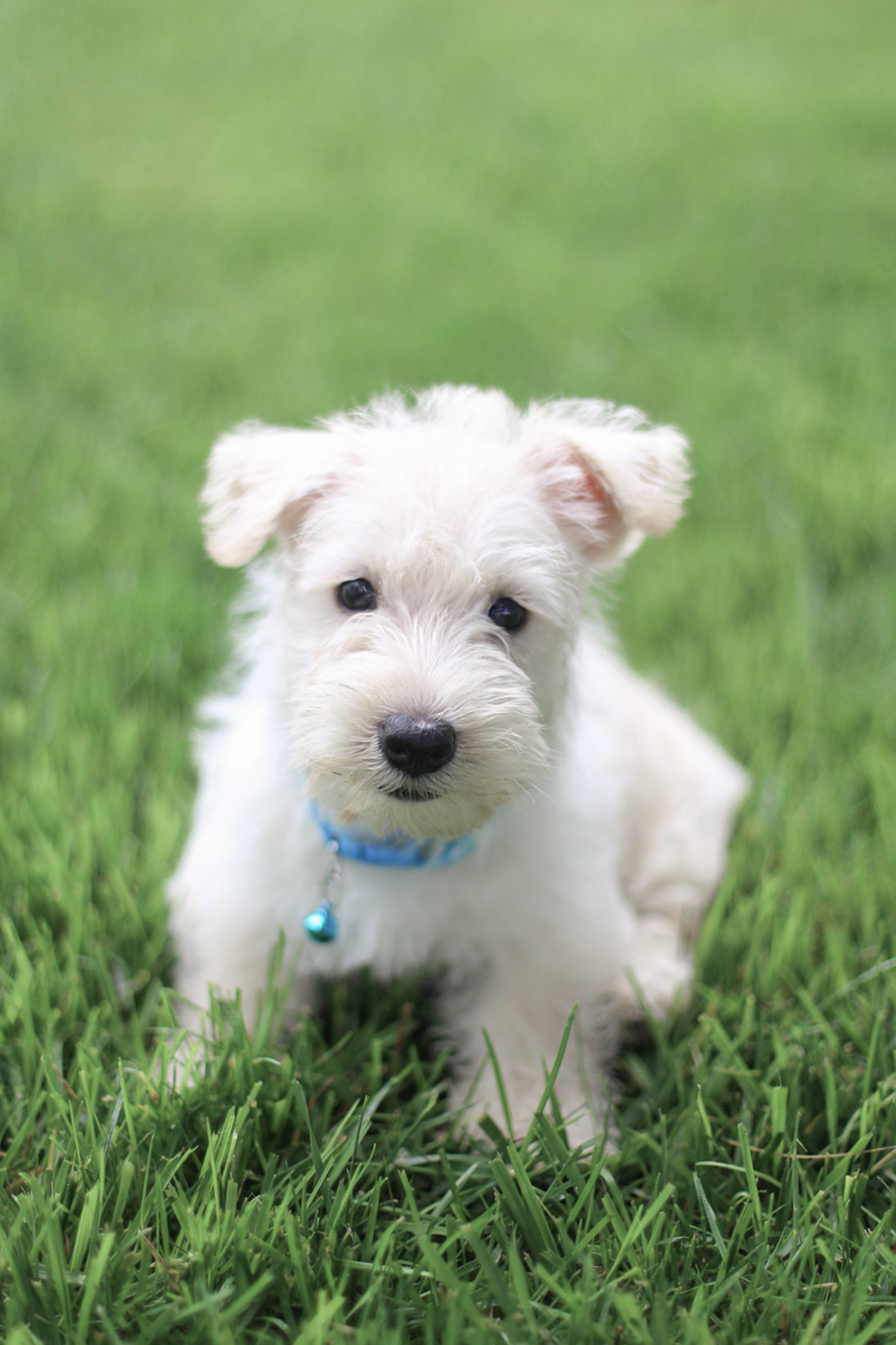 puppy, for, sale, Scottish Terrier, Kerek & Marisa  Martin, dog, breeder, Mount Joy, PA, dog-breeder, puppy-for-sale, forsale, nearby, find, puppyfind, locator, puppylocator, aca