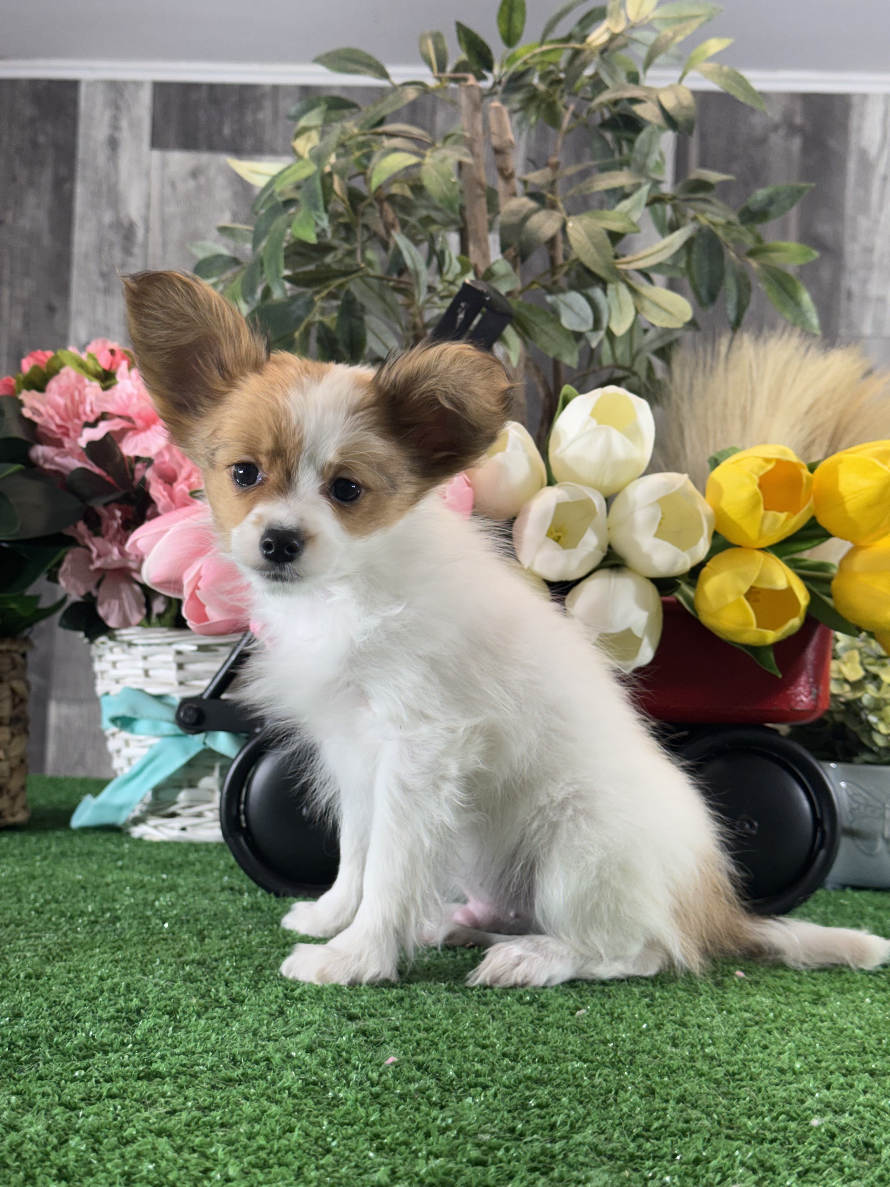 puppy, for, sale, Papillon, Curtis  Martin, dog, breeder, Seneca Falls, NY, dog-breeder, puppy-for-sale, forsale, nearby, find, puppyfind, locator, puppylocator, aca