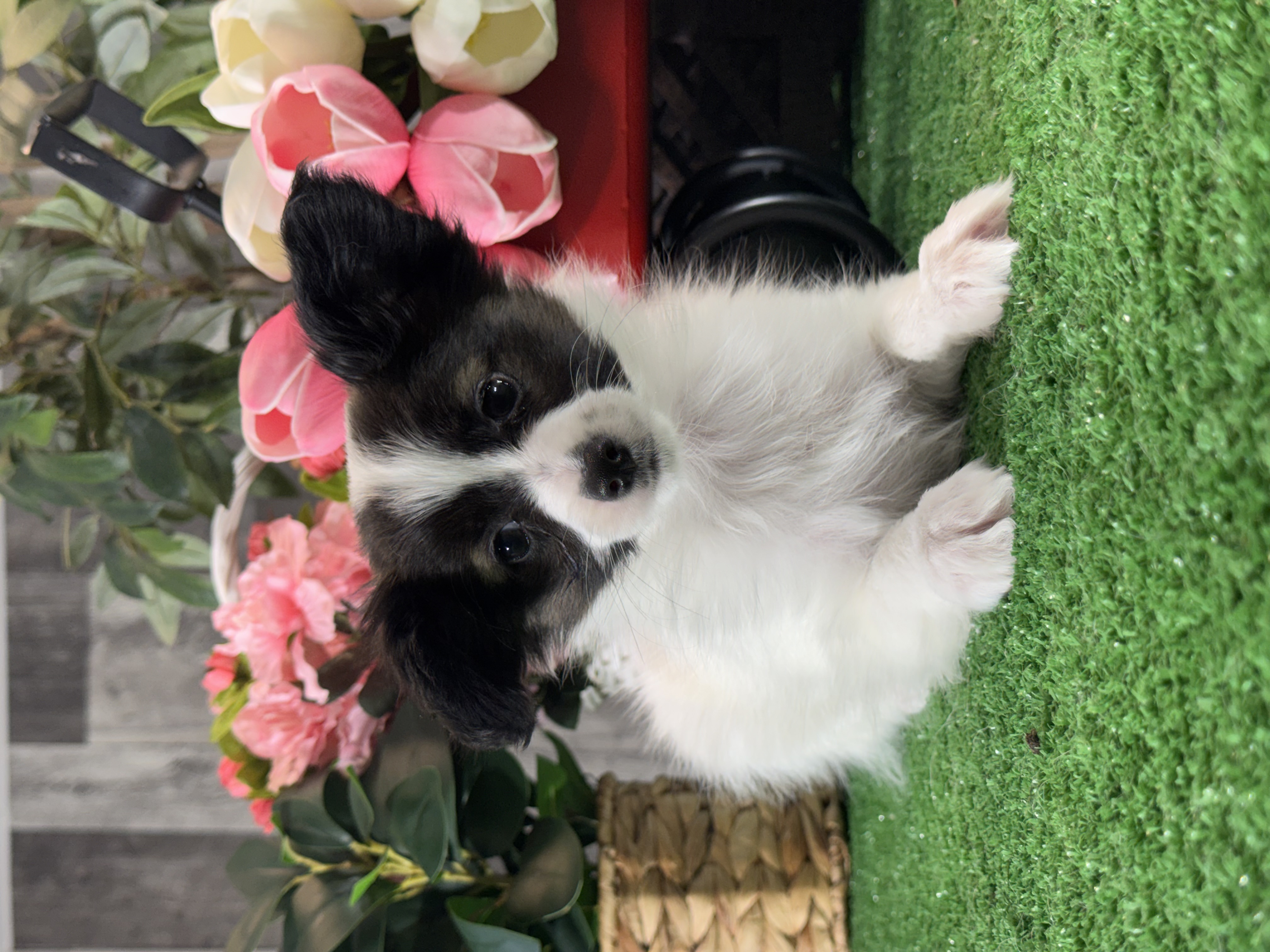 puppy, for, sale, Papillon, Curtis  Martin, dog, breeder, Seneca Falls, NY, dog-breeder, puppy-for-sale, forsale, nearby, find, puppyfind, locator, puppylocator, aca