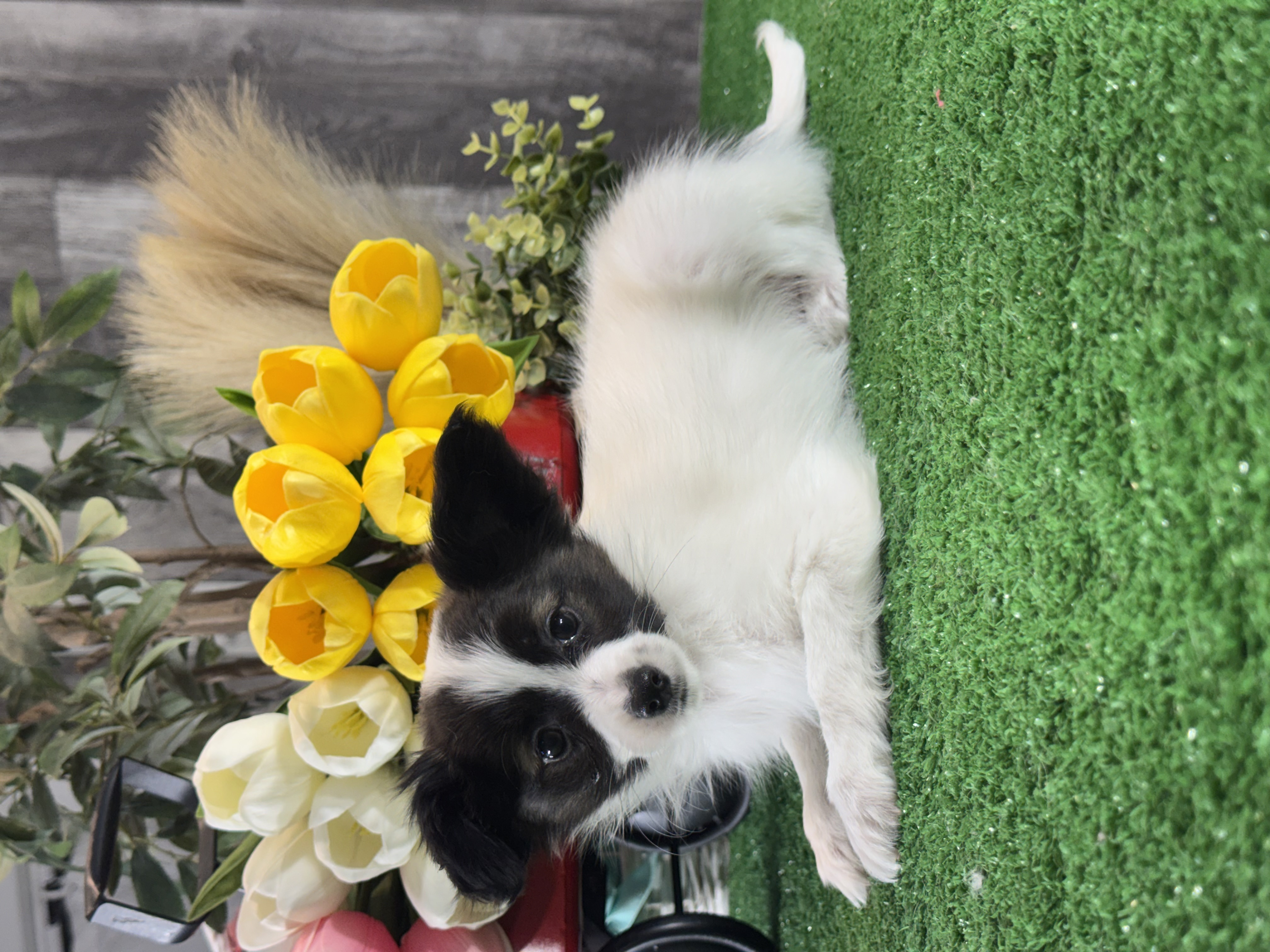 puppy, for, sale, Papillon, Curtis  Martin, dog, breeder, Seneca Falls, NY, dog-breeder, puppy-for-sale, forsale, nearby, find, puppyfind, locator, puppylocator, aca
