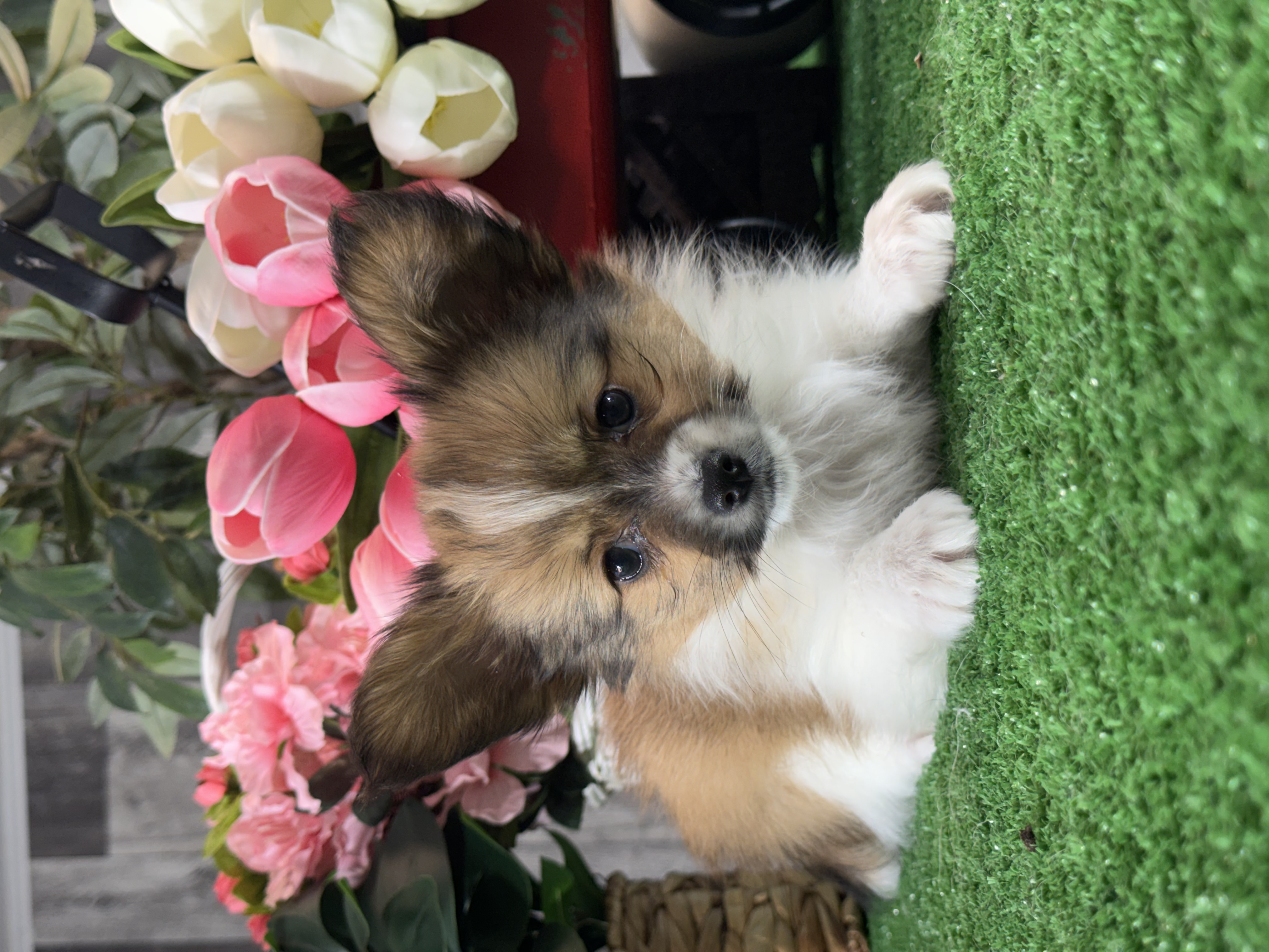 puppy, for, sale, Papillon, Curtis  Martin, dog, breeder, Seneca Falls, NY, dog-breeder, puppy-for-sale, forsale, nearby, find, puppyfind, locator, puppylocator, aca