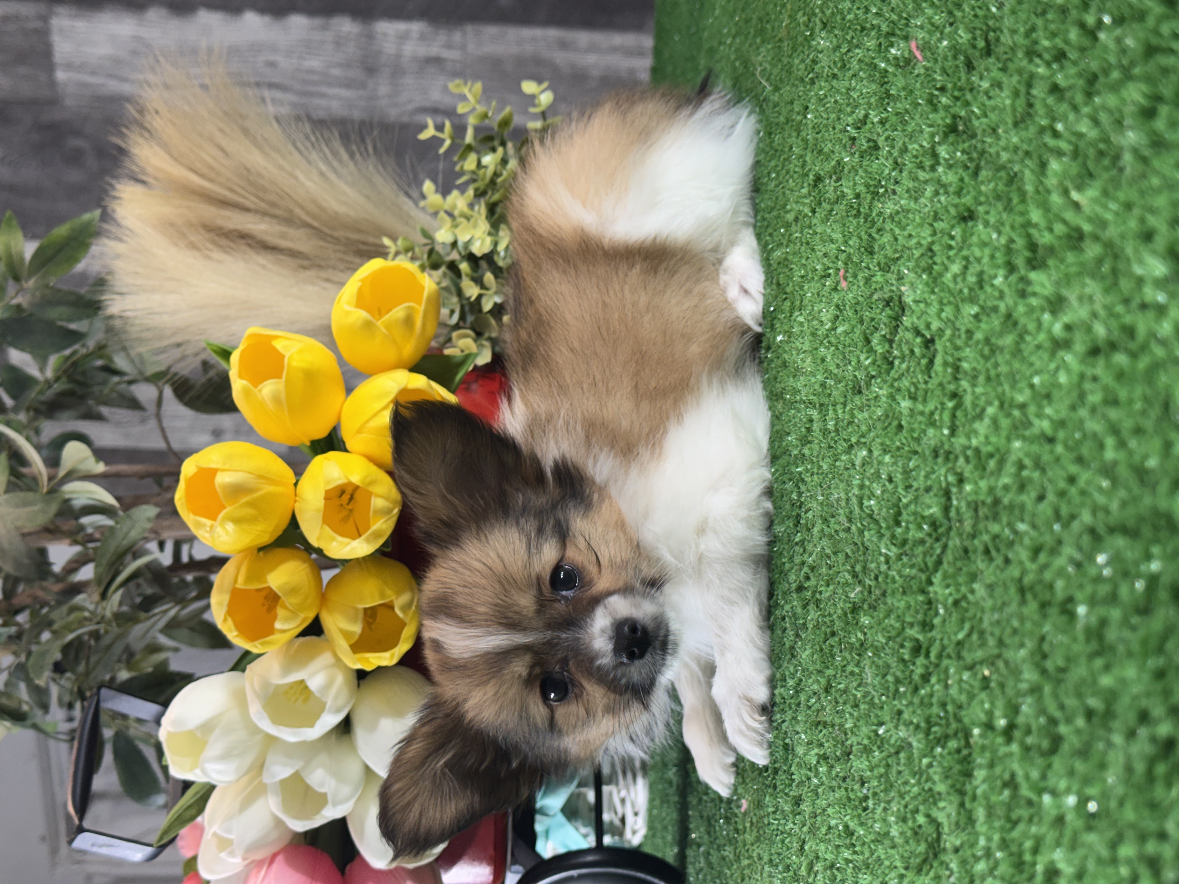puppy, for, sale, Papillon, Curtis  Martin, dog, breeder, Seneca Falls, NY, dog-breeder, puppy-for-sale, forsale, nearby, find, puppyfind, locator, puppylocator, aca