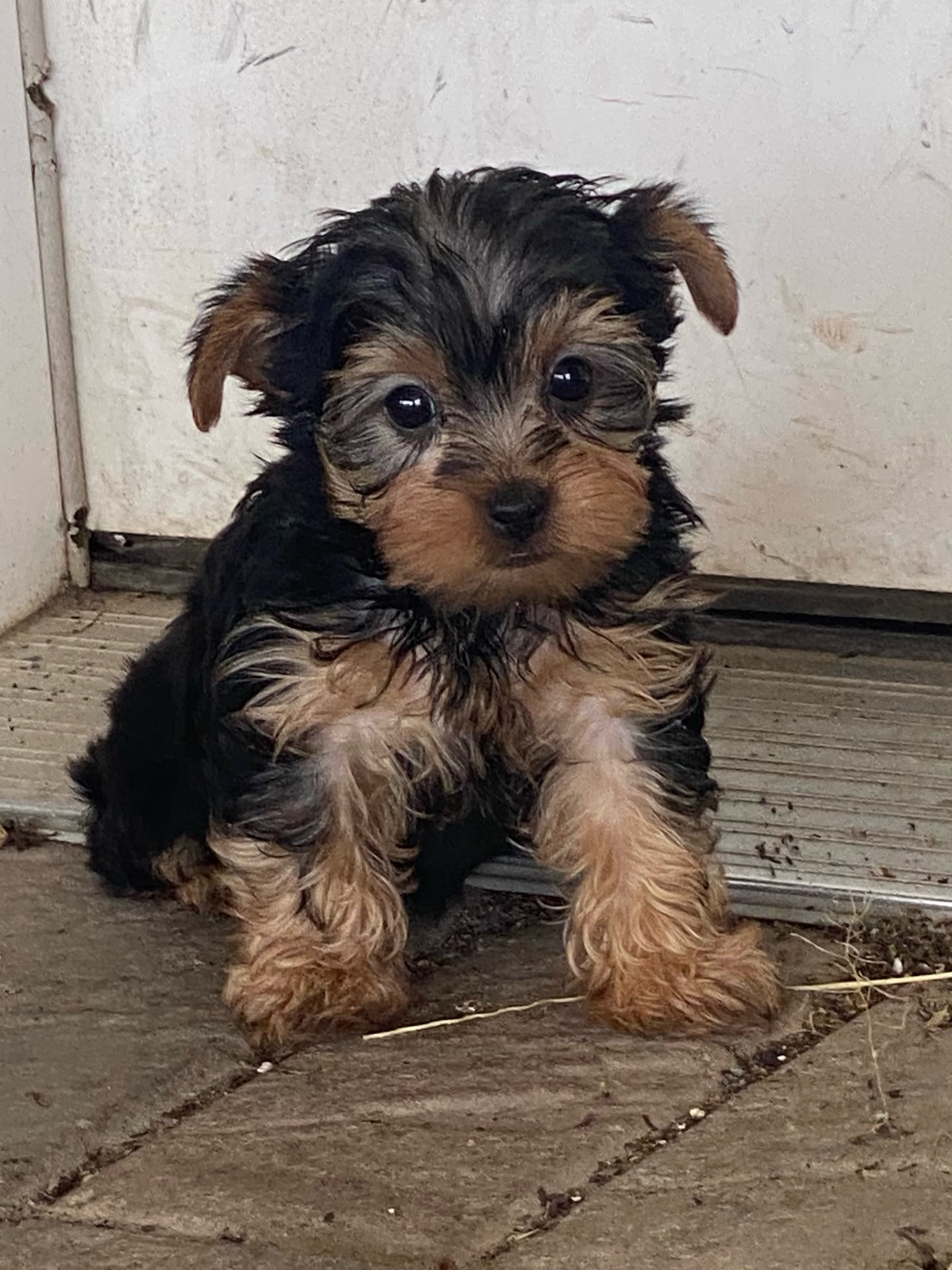puppy, for, sale, Scottish Terrier, Kerek & Marisa  Martin, dog, breeder, Mount Joy, PA, dog-breeder, puppy-for-sale, forsale, nearby, find, puppyfind, locator, puppylocator, aca
