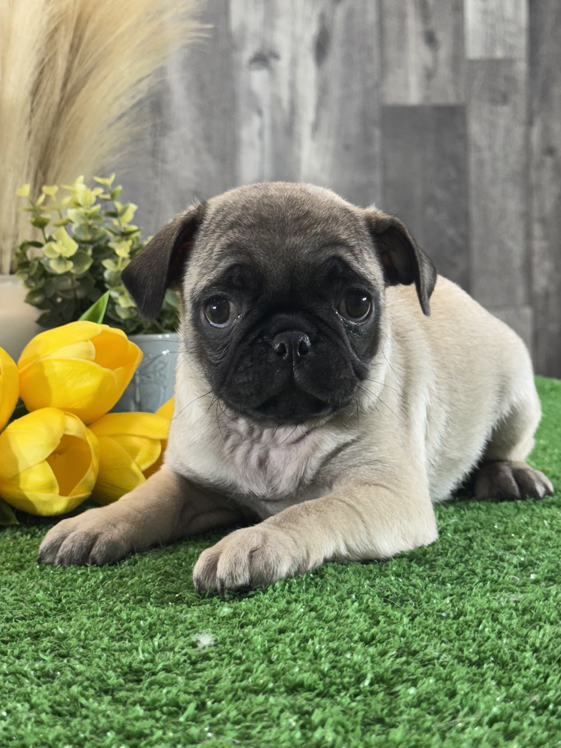 puppy, for, sale, Pug, Curtis  Martin, dog, breeder, Seneca Falls, NY, dog-breeder, puppy-for-sale, forsale, nearby, find, puppyfind, locator, puppylocator, aca