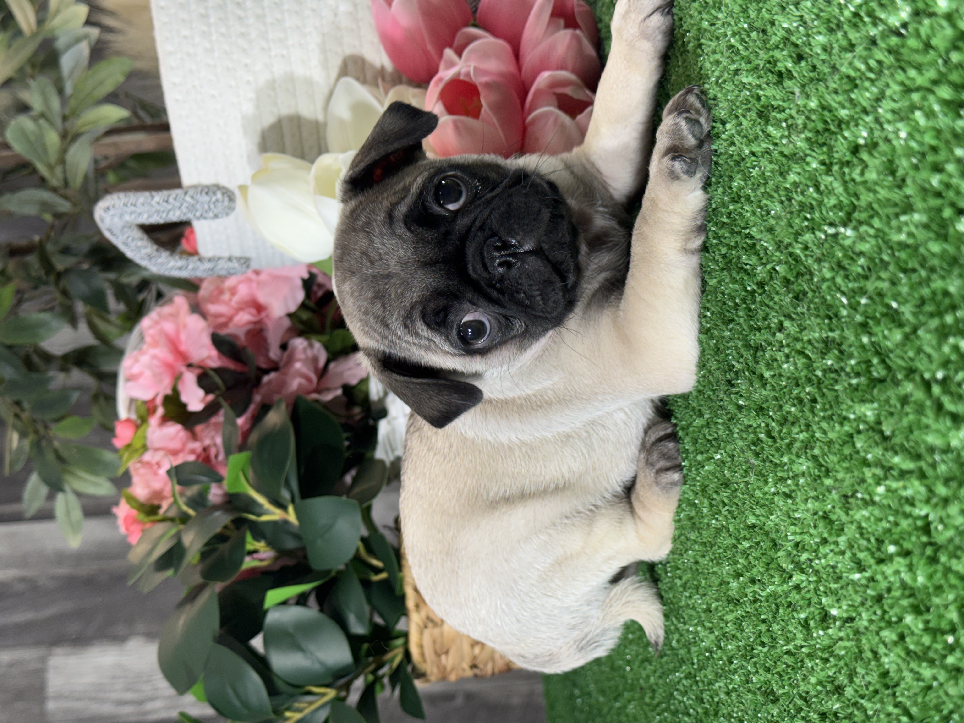 puppy, for, sale, Pug, Curtis  Martin, dog, breeder, Seneca Falls, NY, dog-breeder, puppy-for-sale, forsale, nearby, find, puppyfind, locator, puppylocator, aca