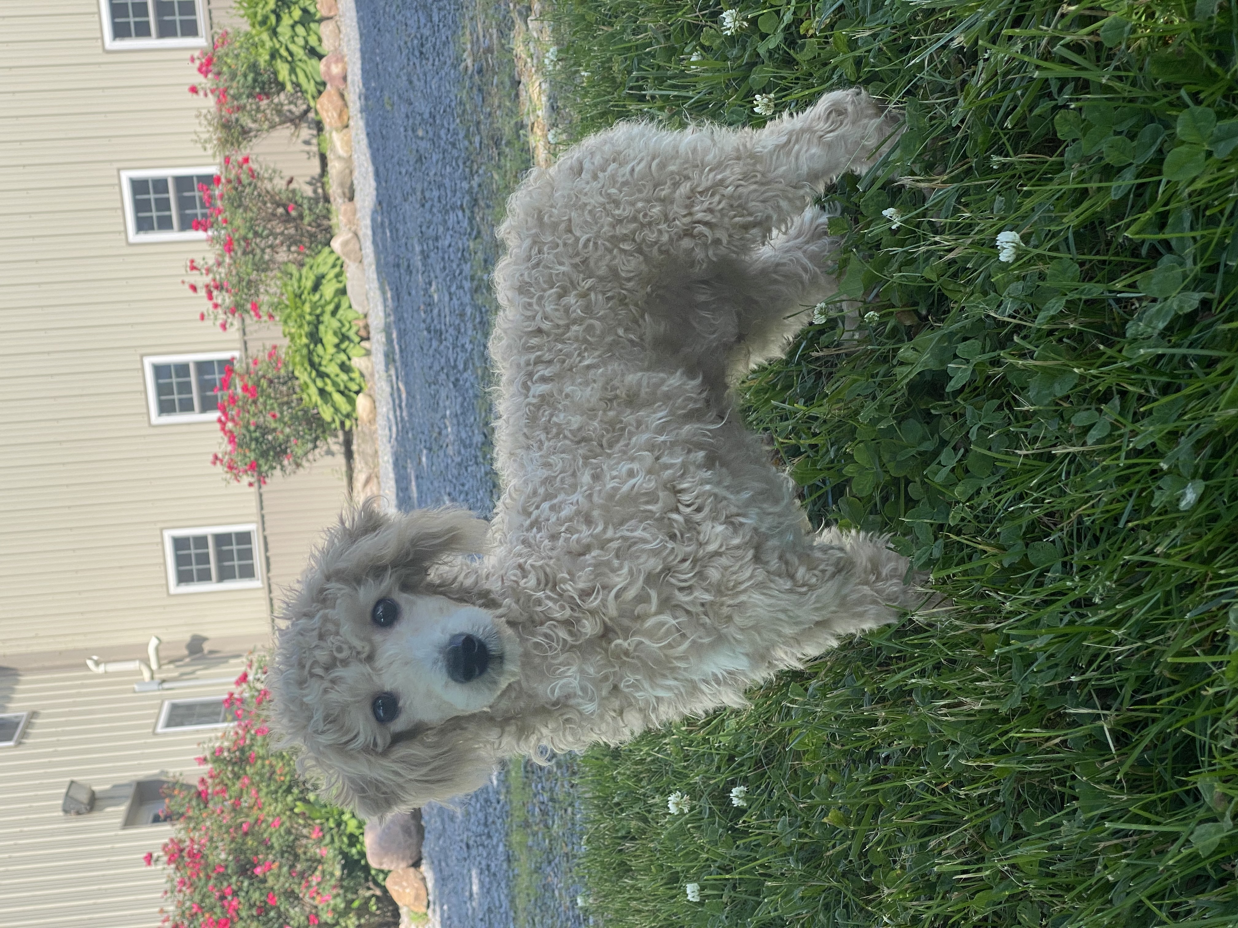 puppy, for, sale, Scottish Terrier, Kerek & Marisa  Martin, dog, breeder, Mount Joy, PA, dog-breeder, puppy-for-sale, forsale, nearby, find, puppyfind, locator, puppylocator, aca