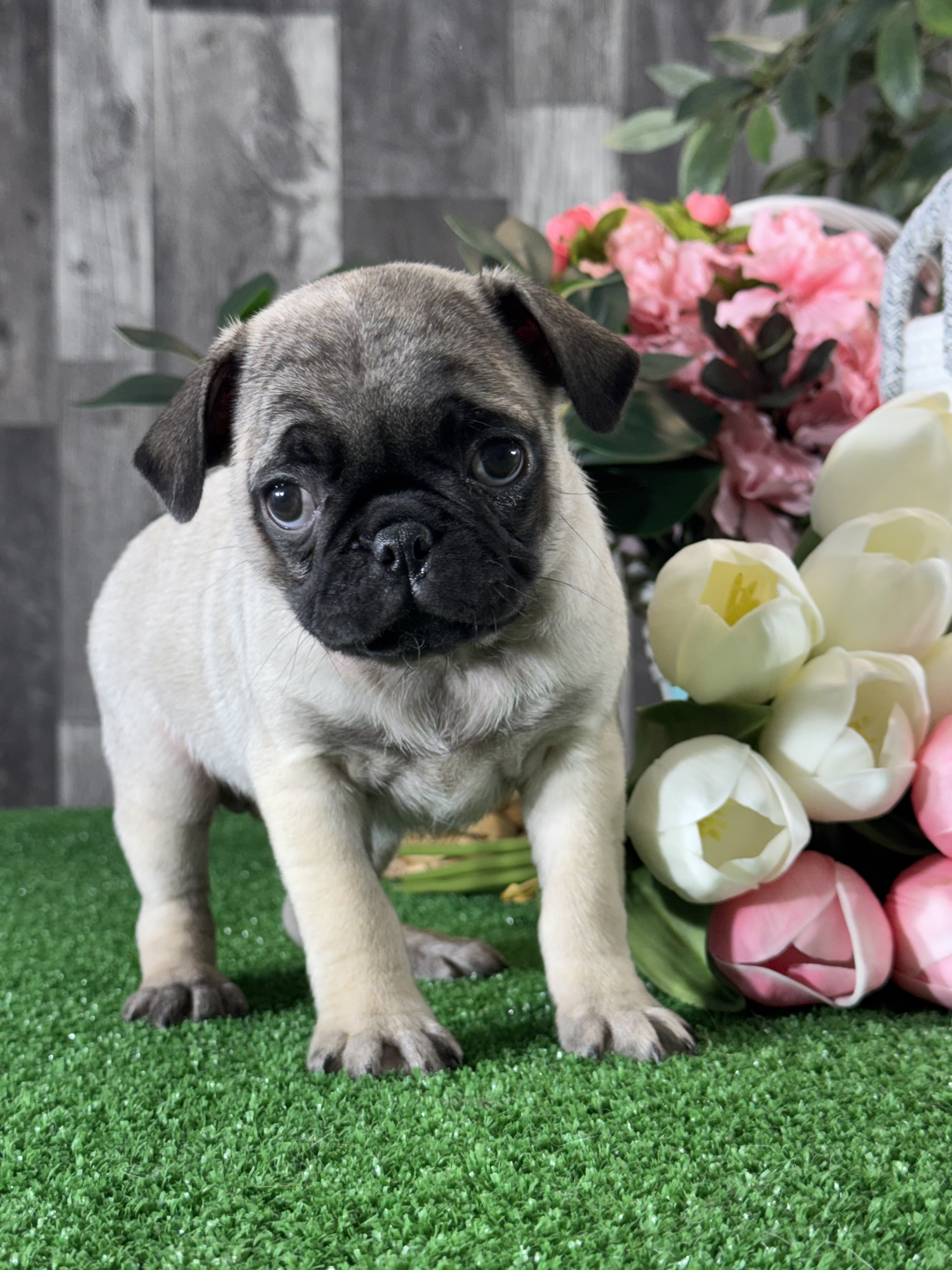 puppy, for, sale, Pug, Curtis  Martin, dog, breeder, Seneca Falls, NY, dog-breeder, puppy-for-sale, forsale, nearby, find, puppyfind, locator, puppylocator, aca