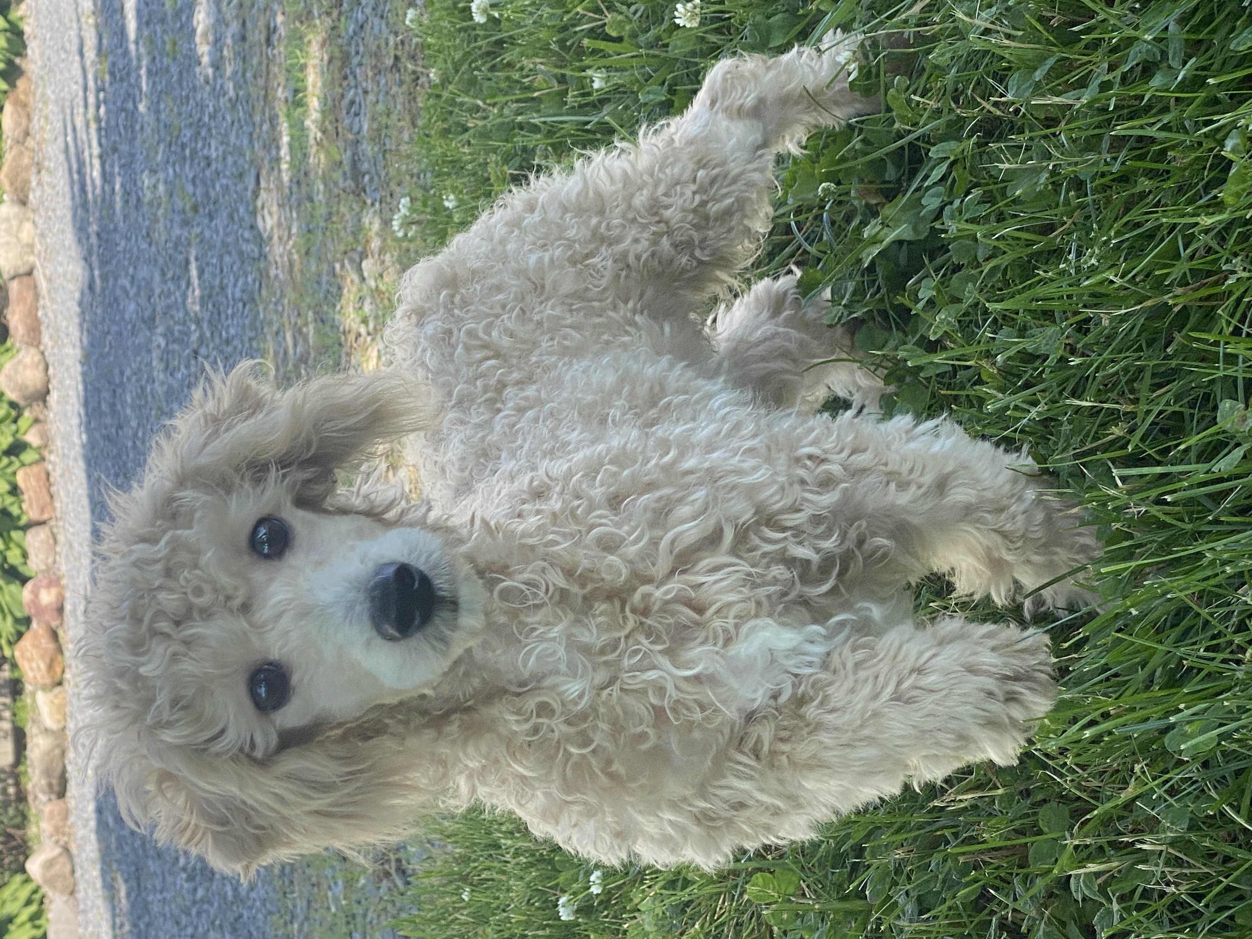 puppy, for, sale, Poodle, Curtis  Martin, dog, breeder, Seneca Falls, NY, dog-breeder, puppy-for-sale, forsale, nearby, find, puppyfind, locator, puppylocator, aca