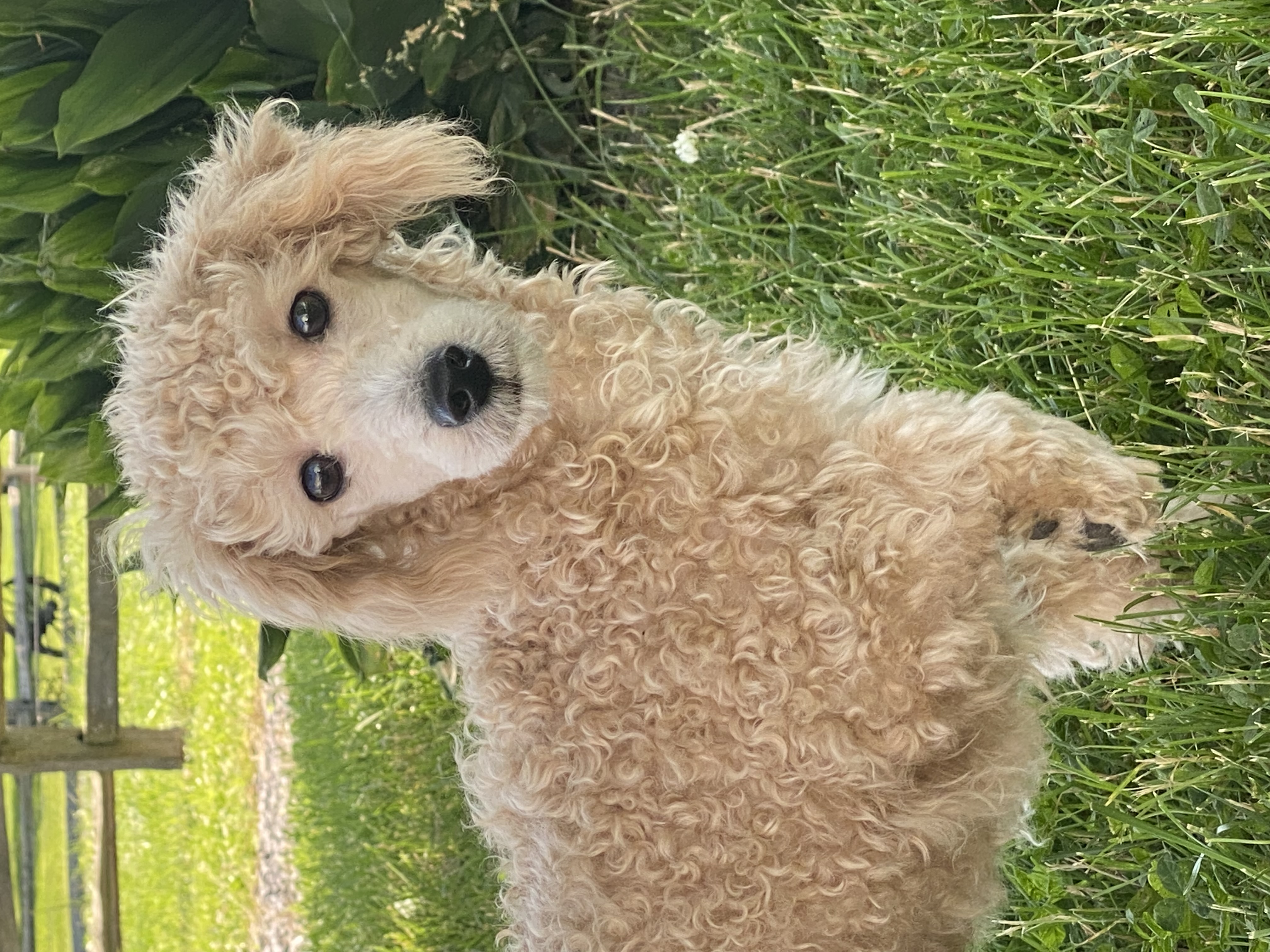 puppy, for, sale, Poodle, Curtis  Martin, dog, breeder, Seneca Falls, NY, dog-breeder, puppy-for-sale, forsale, nearby, find, puppyfind, locator, puppylocator, aca