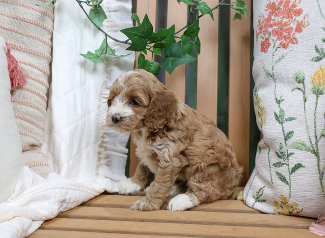 puppy, for, sale, Cock A Poo, Nationwide Puppies  , dog, breeder, New York, NY, dog-breeder, puppy-for-sale, forsale, nearby, find, puppyfind, locator, puppylocator, aca