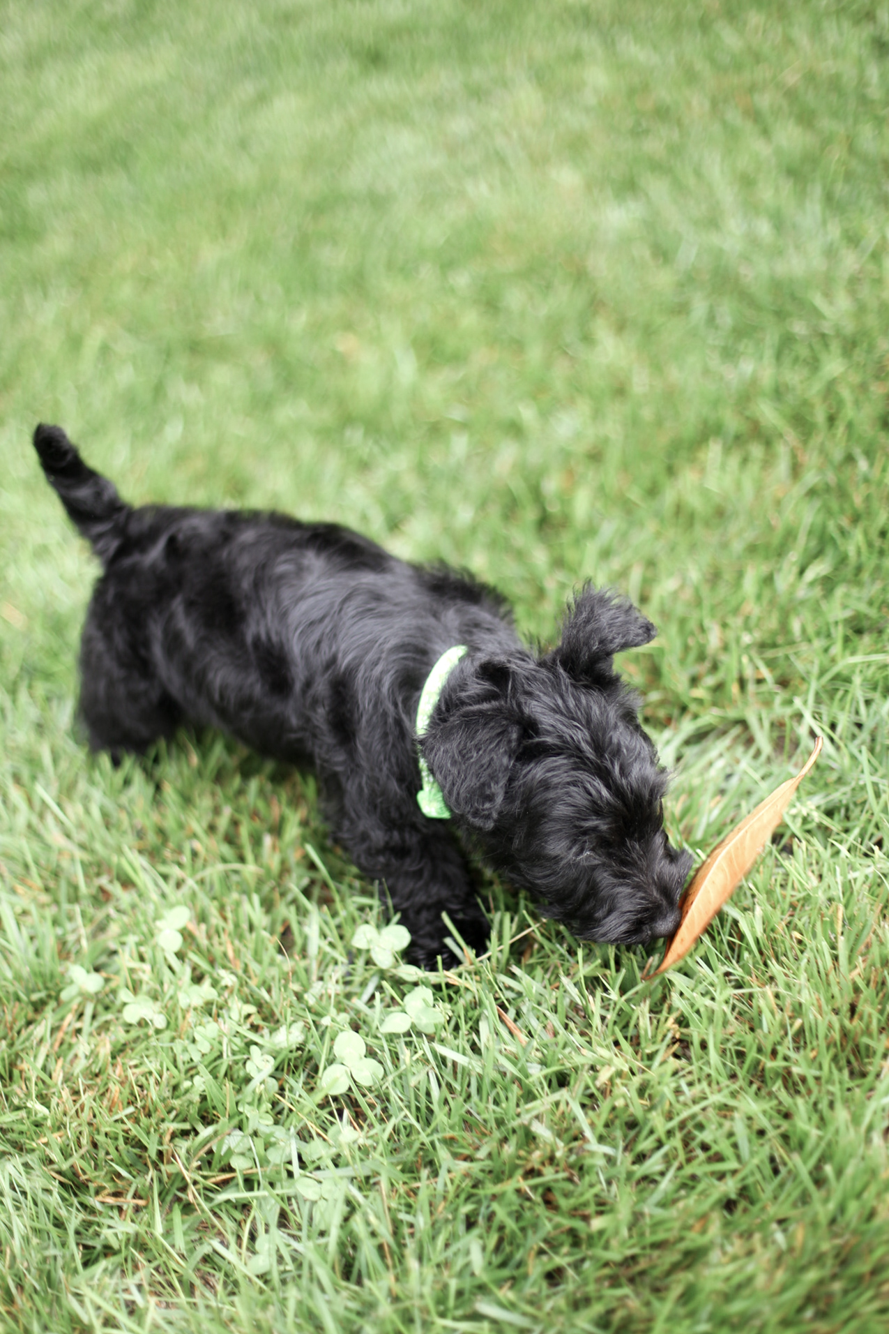 puppy, for, sale, Scottish Terrier, Kerek & Marisa  Martin, dog, breeder, Mount Joy, PA, dog-breeder, puppy-for-sale, forsale, nearby, find, puppyfind, locator, puppylocator, aca