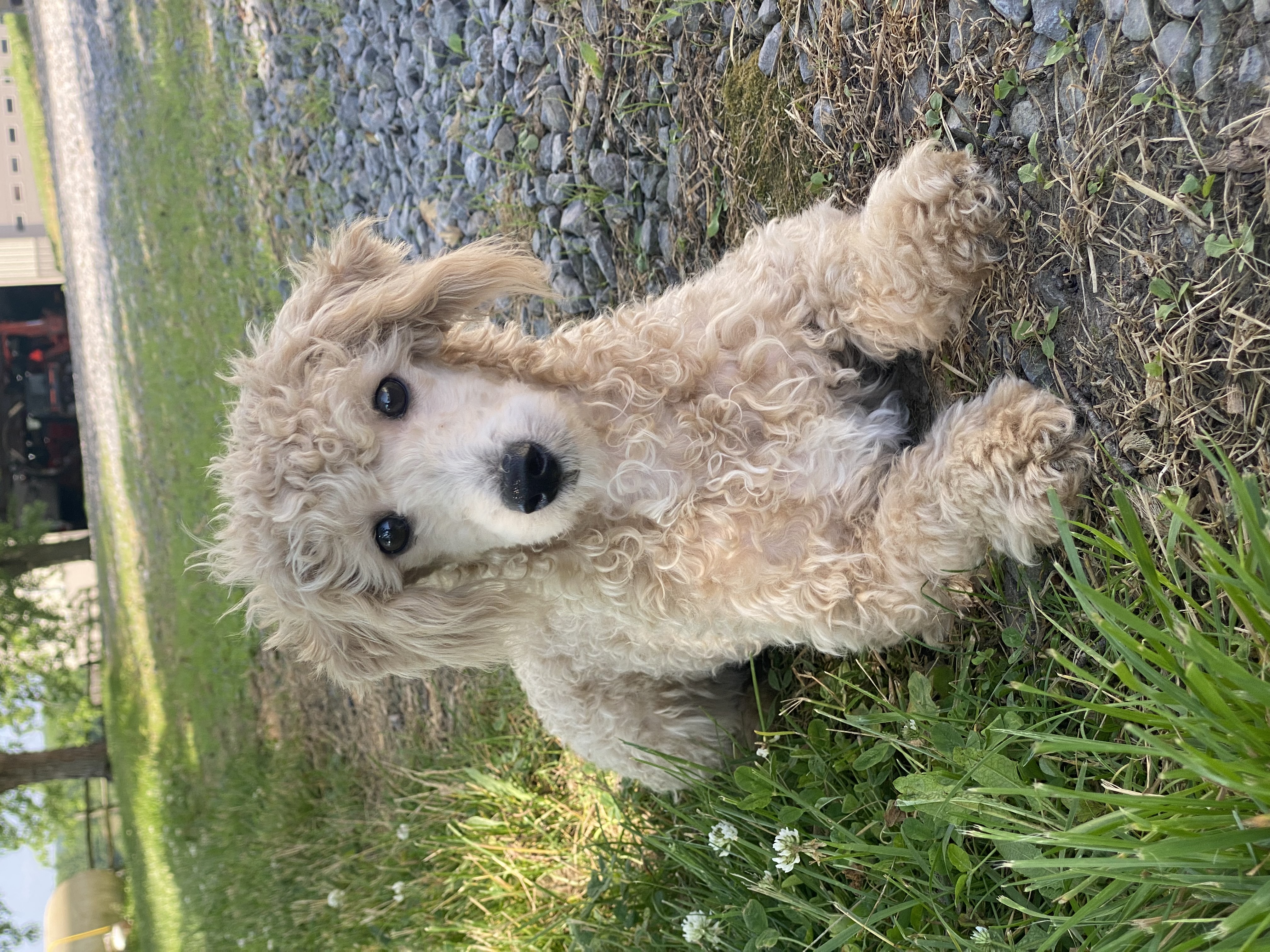 puppy, for, sale, Poodle, Curtis  Martin, dog, breeder, Seneca Falls, NY, dog-breeder, puppy-for-sale, forsale, nearby, find, puppyfind, locator, puppylocator, aca