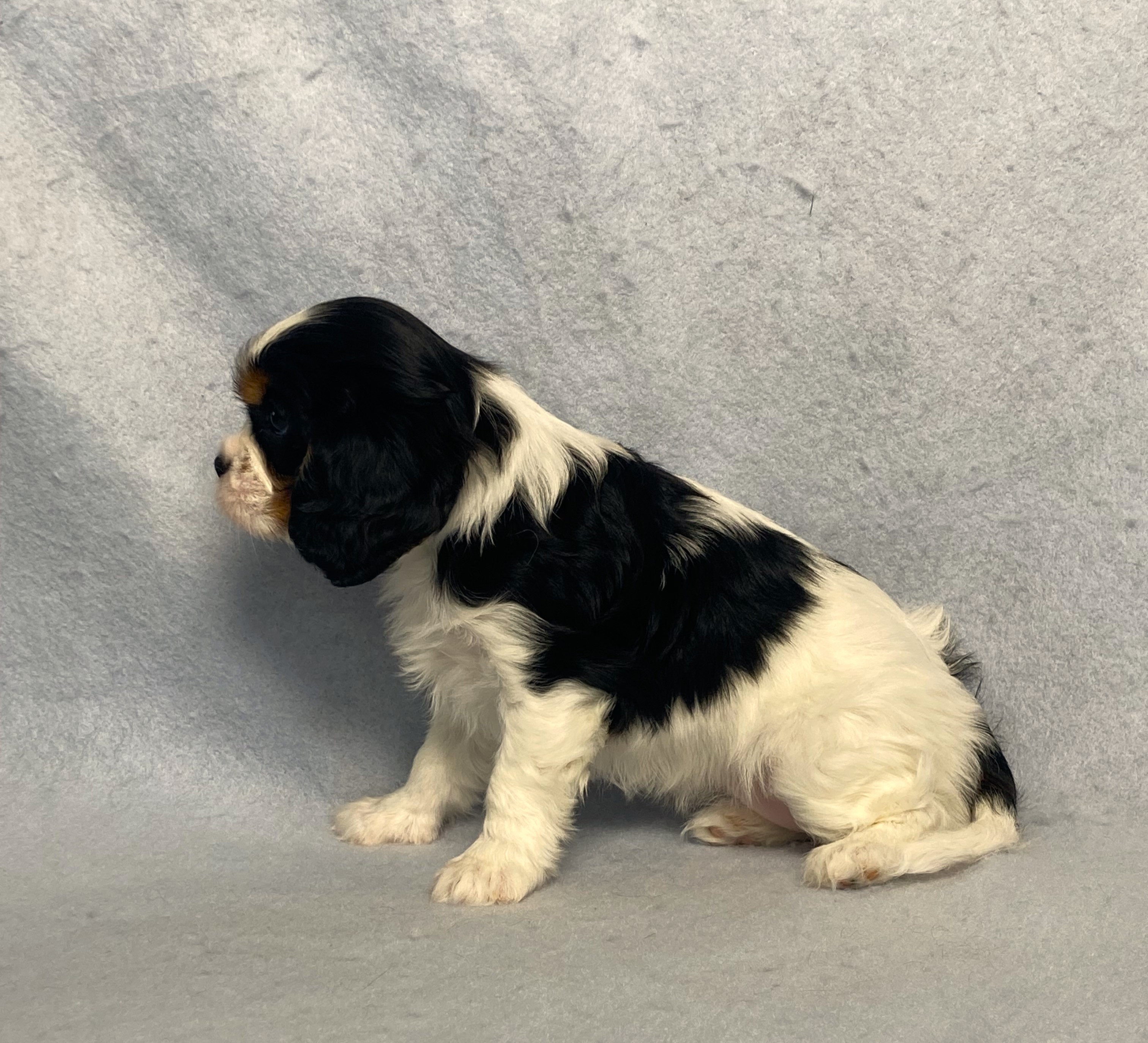 puppy, for, sale, Cavalier King Charles Spaniel,   Little Stream Estates LLC, dog, breeder, Lititz, PA, dog-breeder, puppy-for-sale, forsale, nearby, find, puppyfind, locator, puppylocator, aca