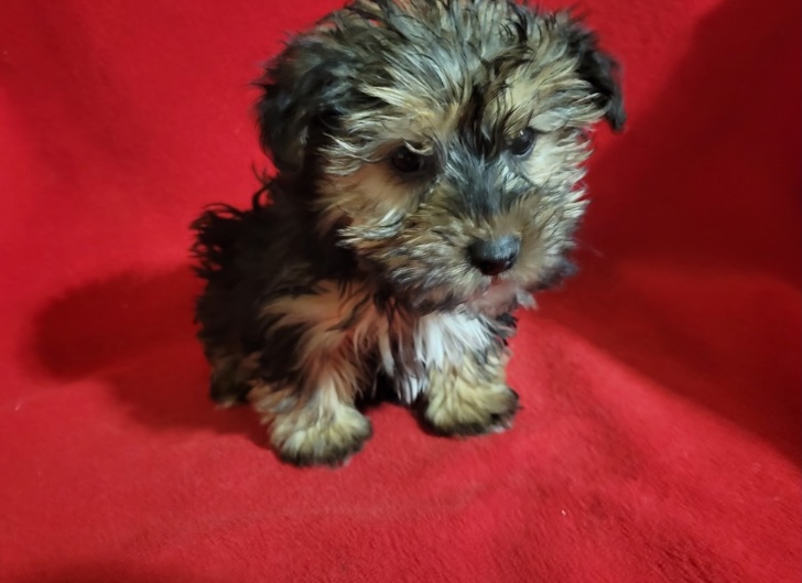 puppy, for, sale, Yorki-Coton, Nationwide Puppies  , dog, breeder, New York, NY, dog-breeder, puppy-for-sale, forsale, nearby, find, puppyfind, locator, puppylocator, aca
