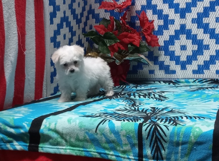 puppy, for, sale, Malti - Poo, Nationwide Puppies  , dog, breeder, New York, NY, dog-breeder, puppy-for-sale, forsale, nearby, find, puppyfind, locator, puppylocator, aca