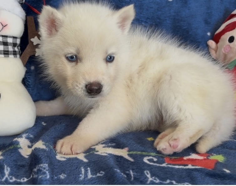 puppy, for, sale, Siberian Husky, Nationwide Puppies  , dog, breeder, New York, NY, dog-breeder, puppy-for-sale, forsale, nearby, find, puppyfind, locator, puppylocator, aca