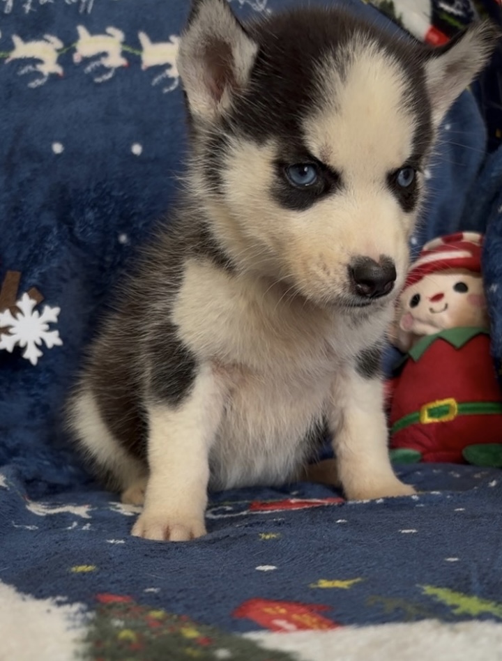 puppy, for, sale, Siberian Husky , Nationwide Puppies  , dog, breeder, New York, NY, dog-breeder, puppy-for-sale, forsale, nearby, find, puppyfind, locator, puppylocator, aca