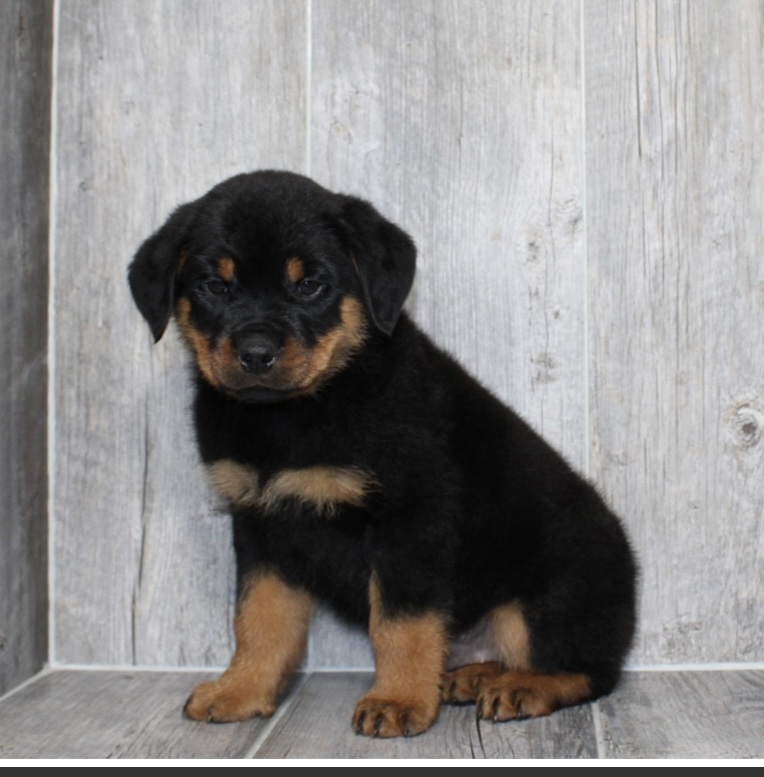puppy, for, sale, Rottweiler, Nationwide Puppies  , dog, breeder, New York, NY, dog-breeder, puppy-for-sale, forsale, nearby, find, puppyfind, locator, puppylocator, aca