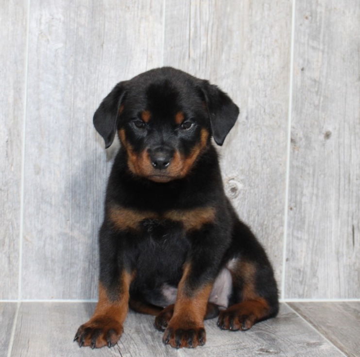 puppy, for, sale, Rottweiler, Nationwide Puppies  , dog, breeder, New York, NY, dog-breeder, puppy-for-sale, forsale, nearby, find, puppyfind, locator, puppylocator, aca