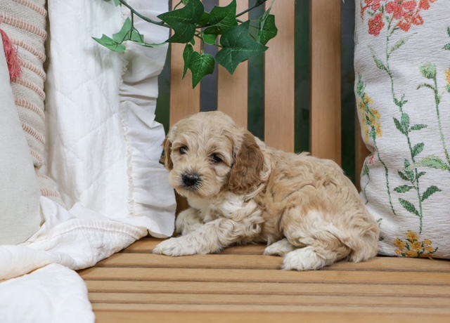 puppy, for, sale, Cock A Poo, Nationwide Puppies  , dog, breeder, New York, NY, dog-breeder, puppy-for-sale, forsale, nearby, find, puppyfind, locator, puppylocator, aca