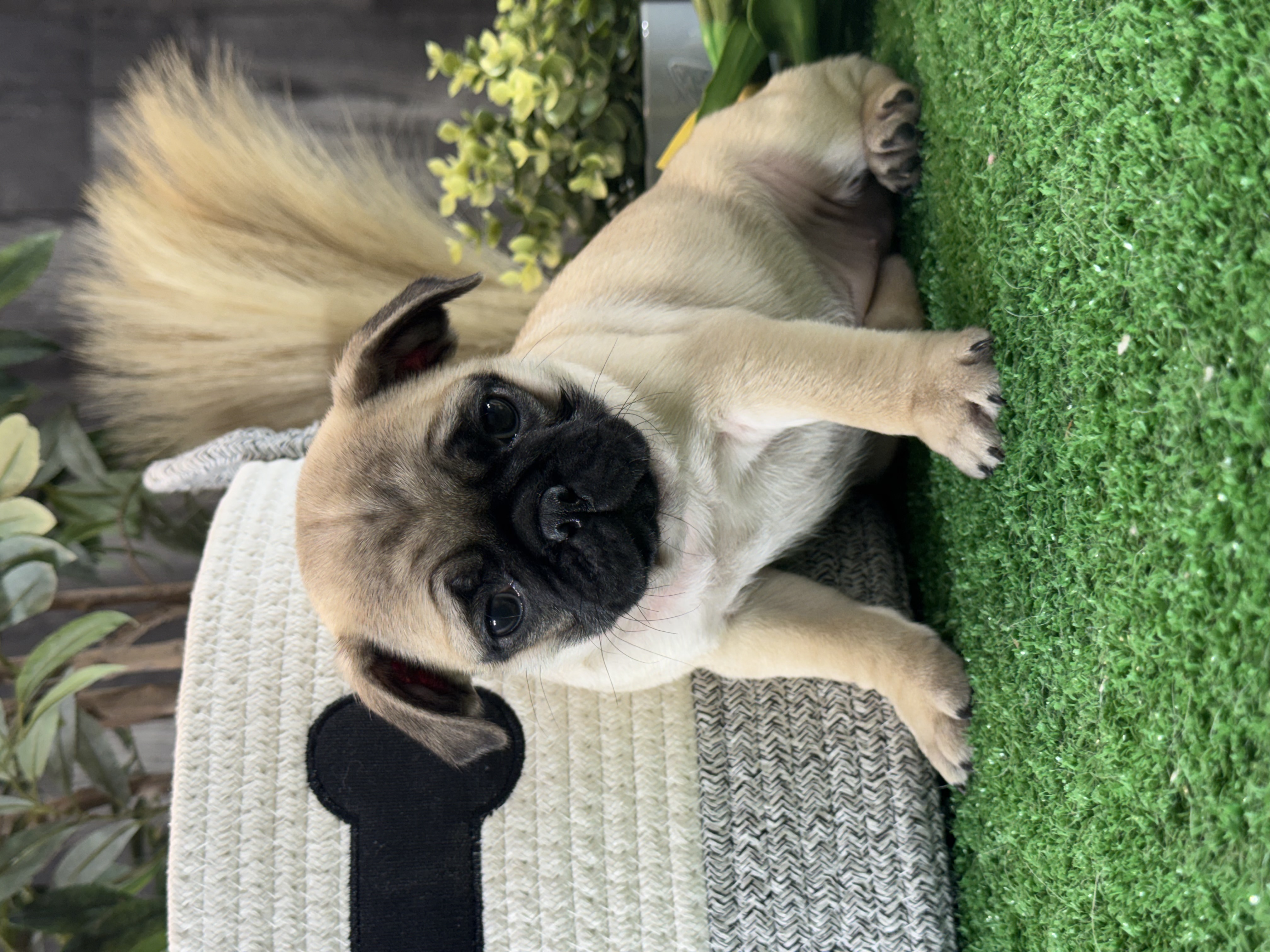 puppy, for, sale, Pug, Curtis  Martin, dog, breeder, Seneca Falls, NY, dog-breeder, puppy-for-sale, forsale, nearby, find, puppyfind, locator, puppylocator, aca