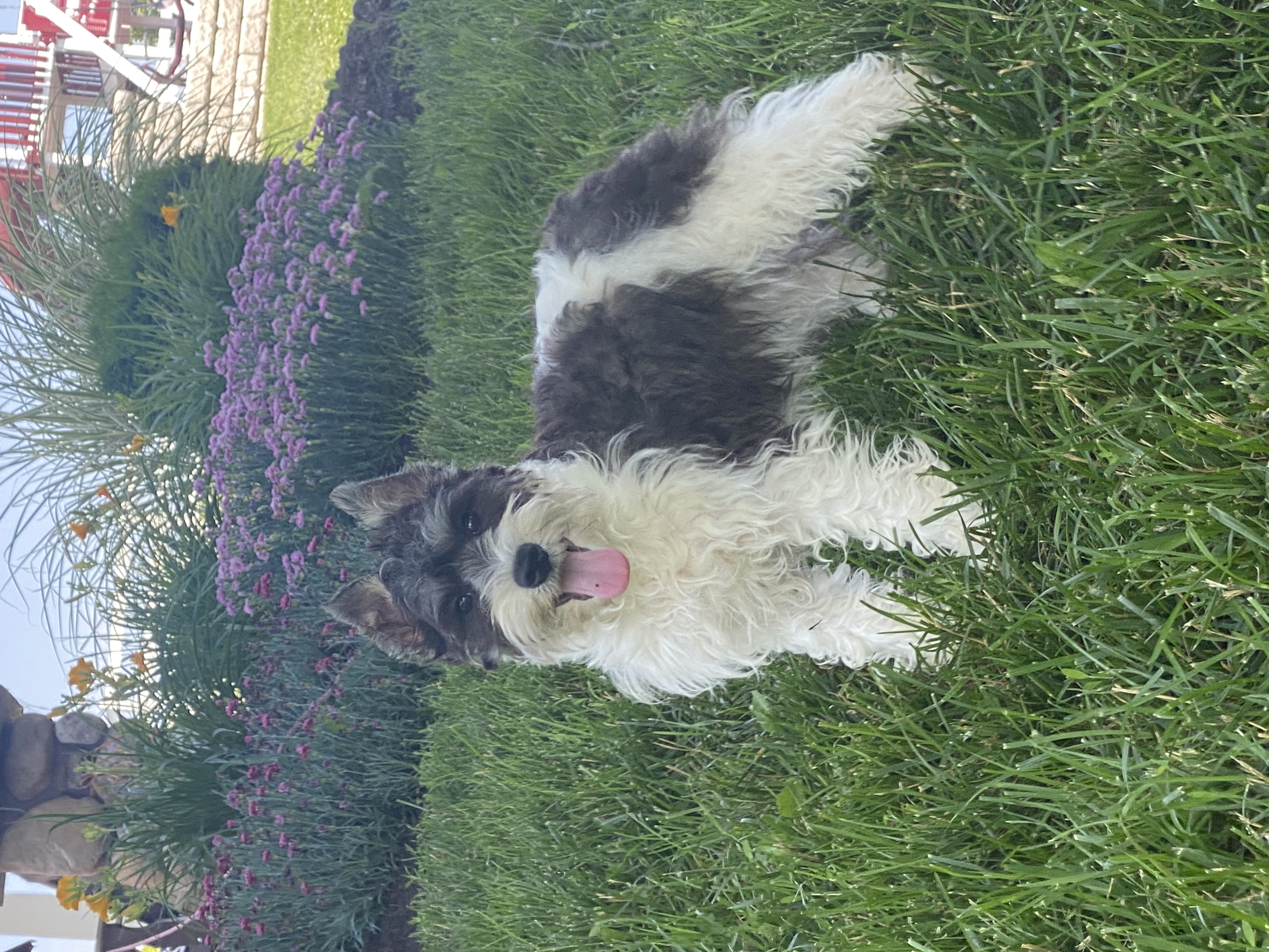 puppy, for, sale, Miniature Schnauzer, Curtis  Martin, dog, breeder, Seneca Falls, NY, dog-breeder, puppy-for-sale, forsale, nearby, find, puppyfind, locator, puppylocator, aca