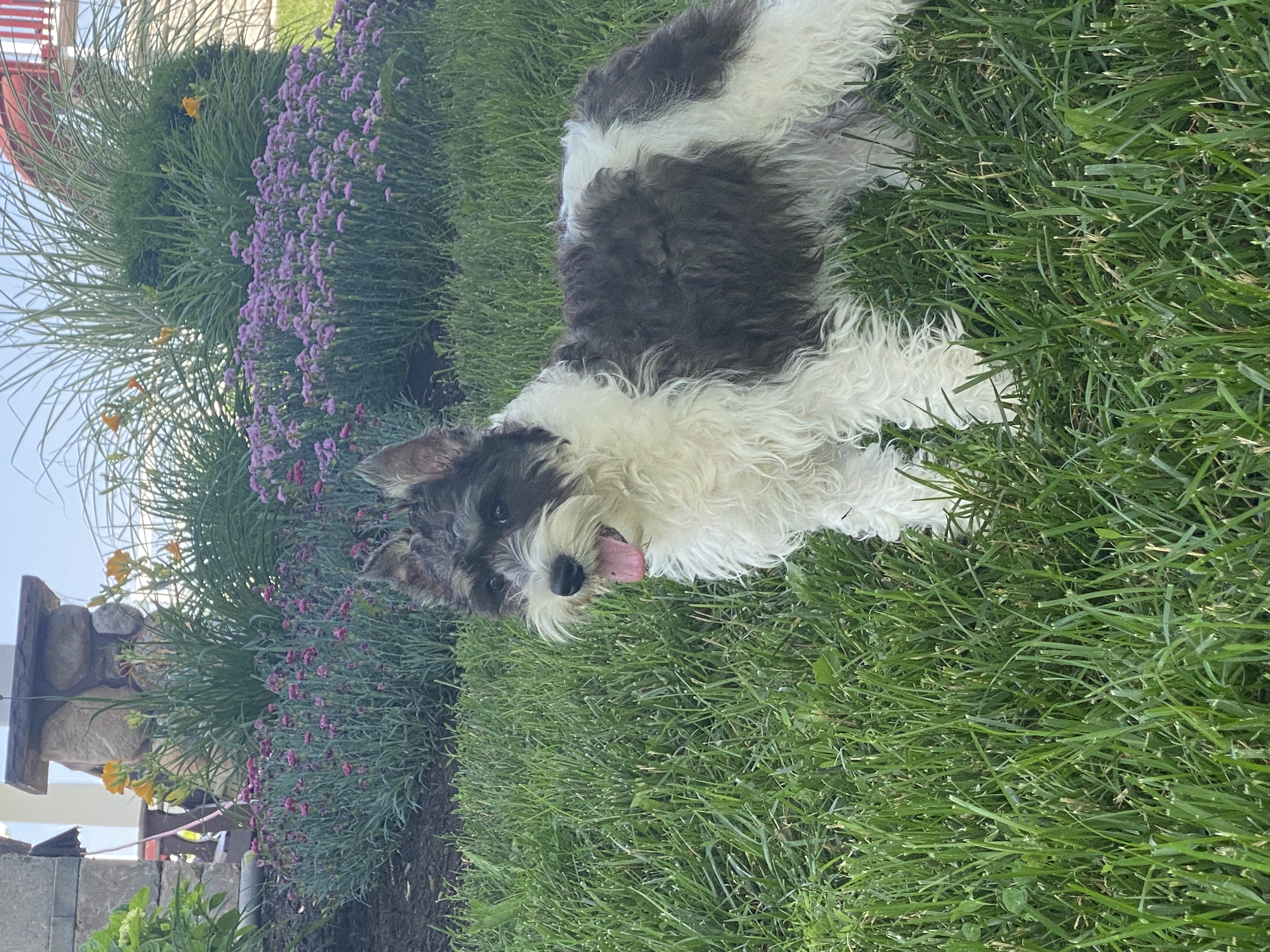 puppy, for, sale, Miniature Schnauzer, Curtis  Martin, dog, breeder, Seneca Falls, NY, dog-breeder, puppy-for-sale, forsale, nearby, find, puppyfind, locator, puppylocator, aca