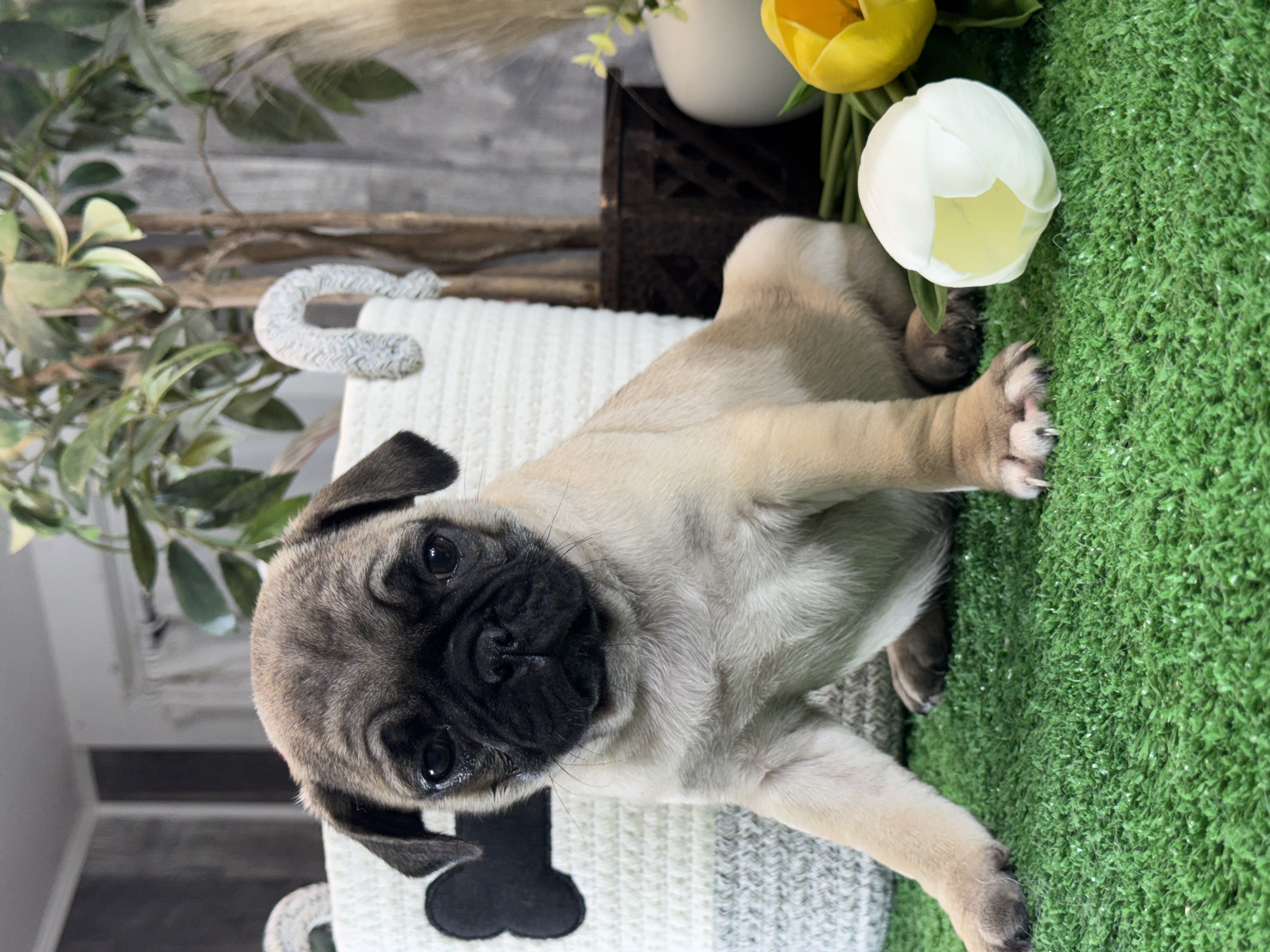 puppy, for, sale, Pug, Curtis  Martin, dog, breeder, Seneca Falls, NY, dog-breeder, puppy-for-sale, forsale, nearby, find, puppyfind, locator, puppylocator, aca