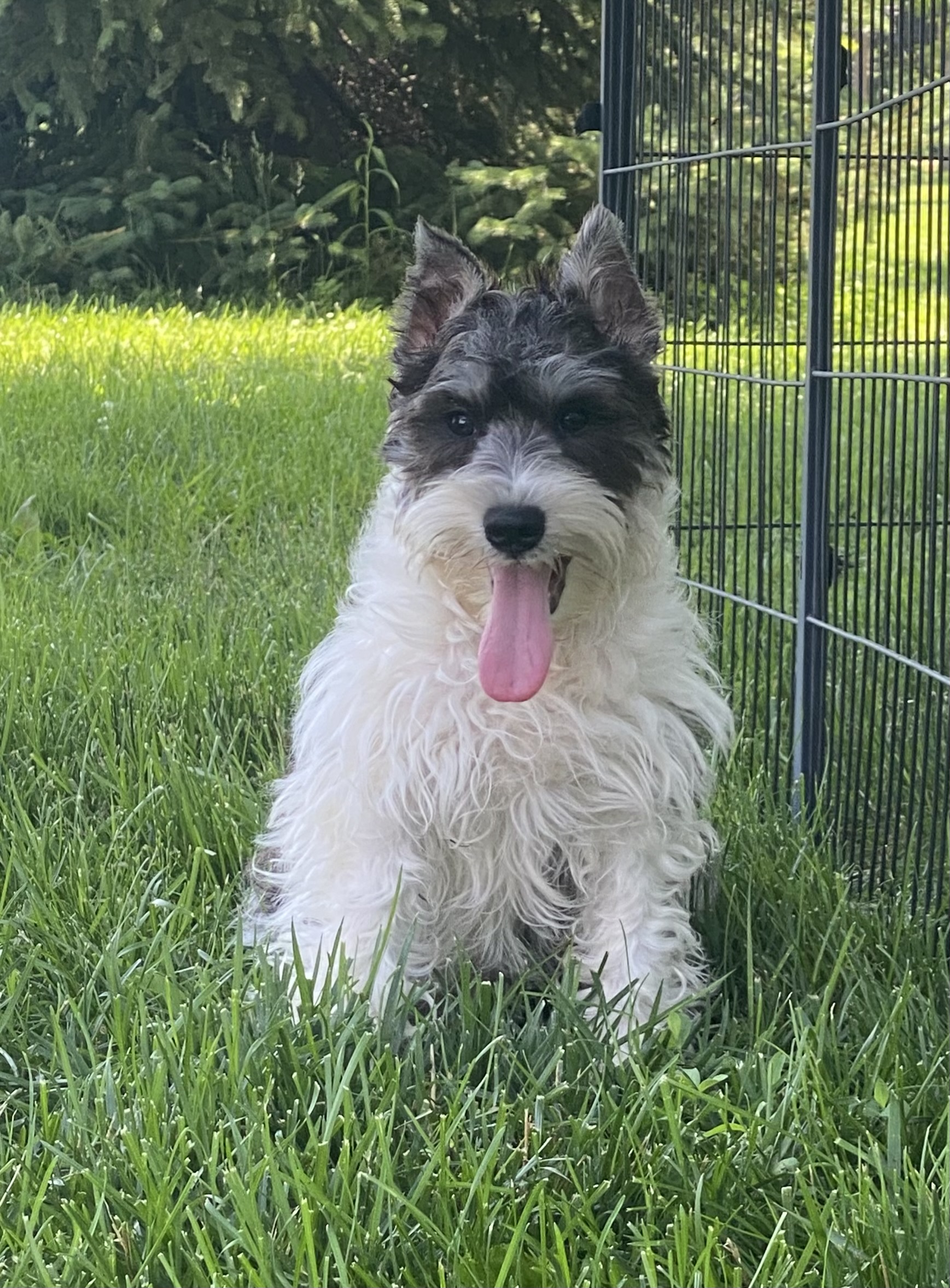 puppy, for, sale, Miniature Schnauzer, Curtis  Martin, dog, breeder, Seneca Falls, NY, dog-breeder, puppy-for-sale, forsale, nearby, find, puppyfind, locator, puppylocator, aca