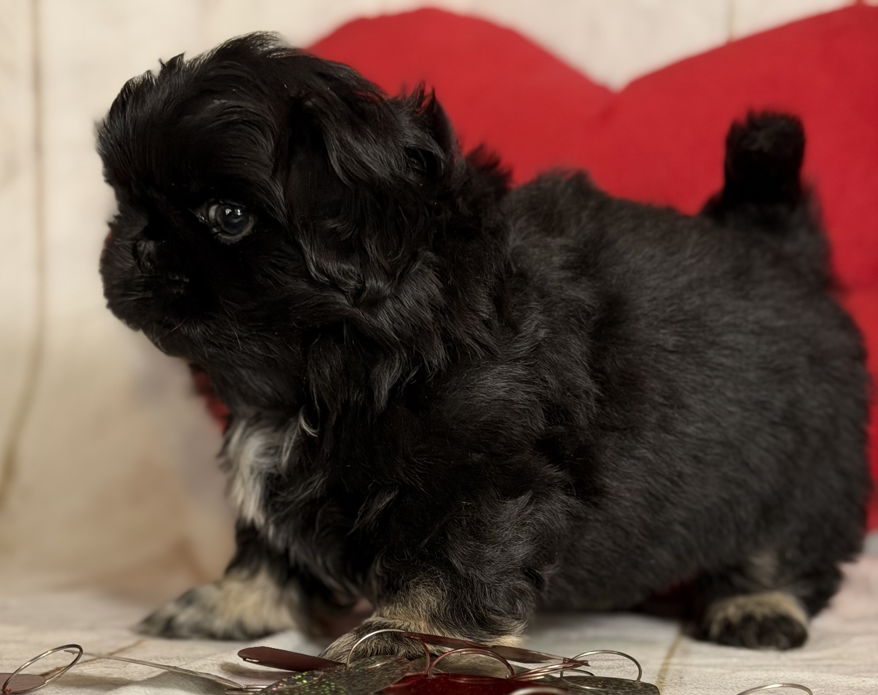 puppy, for, sale, Pekingese,   Palomino Pups, dog, breeder, East Sparta, OH, dog-breeder, puppy-for-sale, forsale, nearby, find, puppyfind, locator, puppylocator, aca