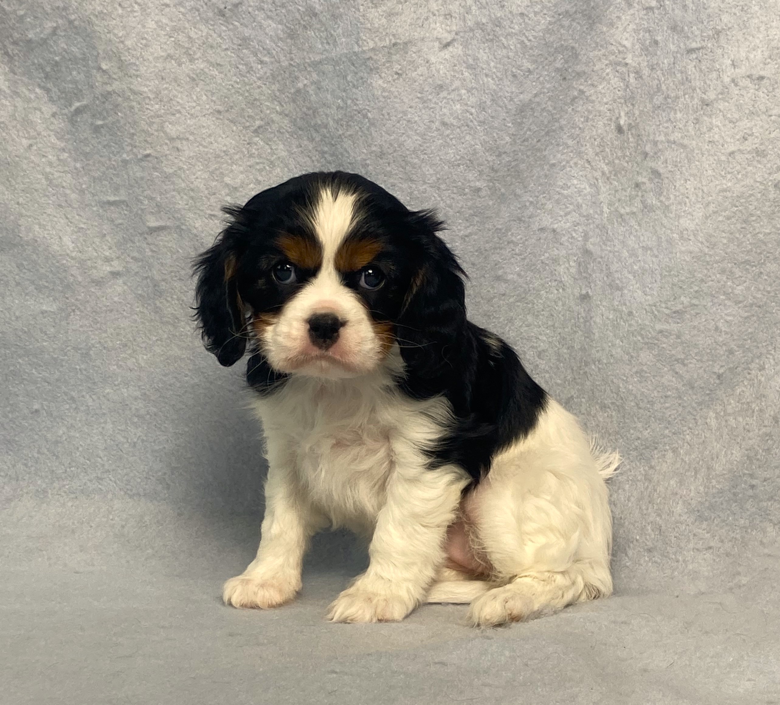puppy, for, sale, Cavalier King Charles Spaniel,   Little Stream Estates LLC, dog, breeder, Lititz, PA, dog-breeder, puppy-for-sale, forsale, nearby, find, puppyfind, locator, puppylocator, aca