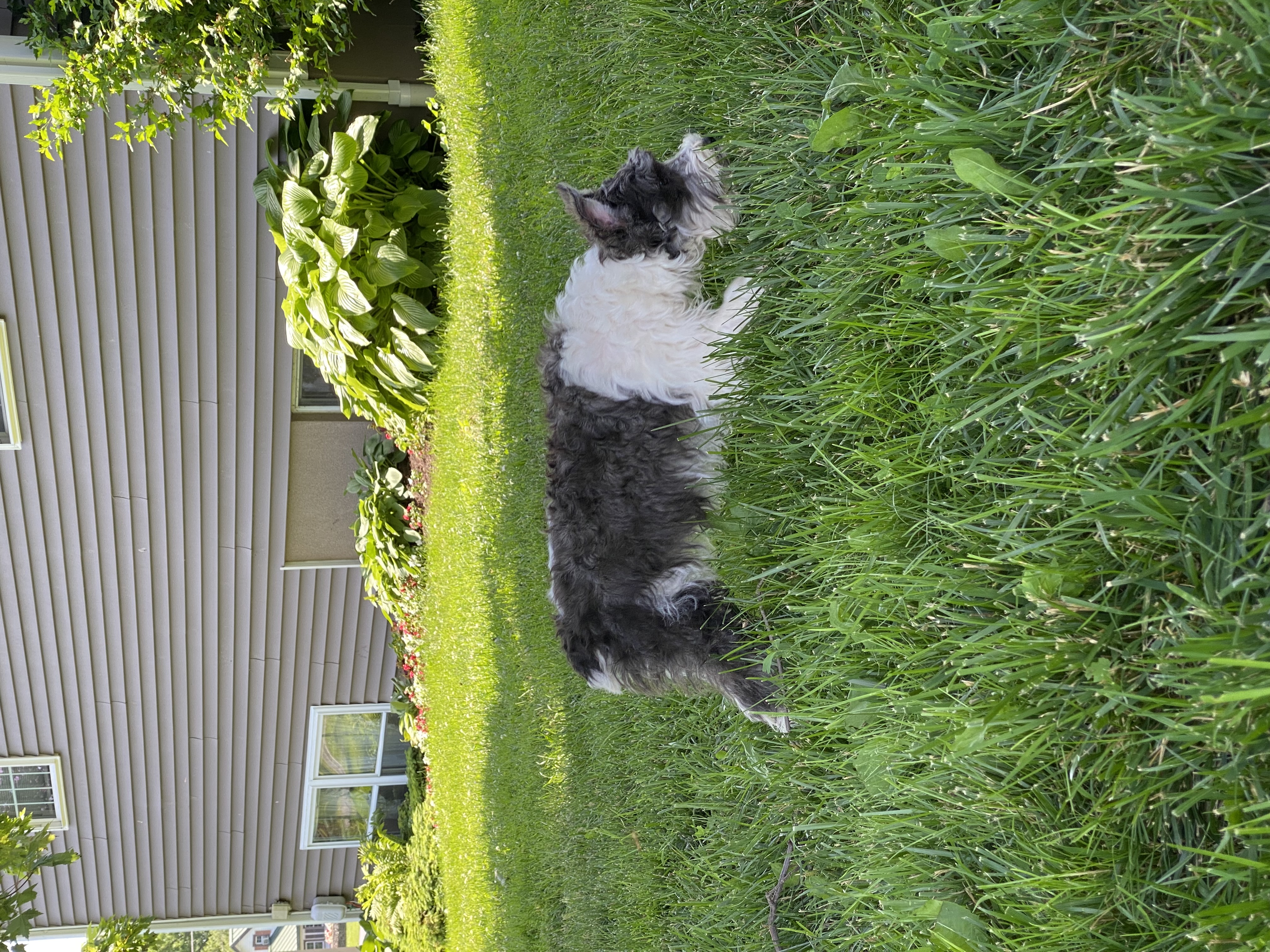 puppy, for, sale, Miniature Schnauzer, Curtis  Martin, dog, breeder, Seneca Falls, NY, dog-breeder, puppy-for-sale, forsale, nearby, find, puppyfind, locator, puppylocator, aca