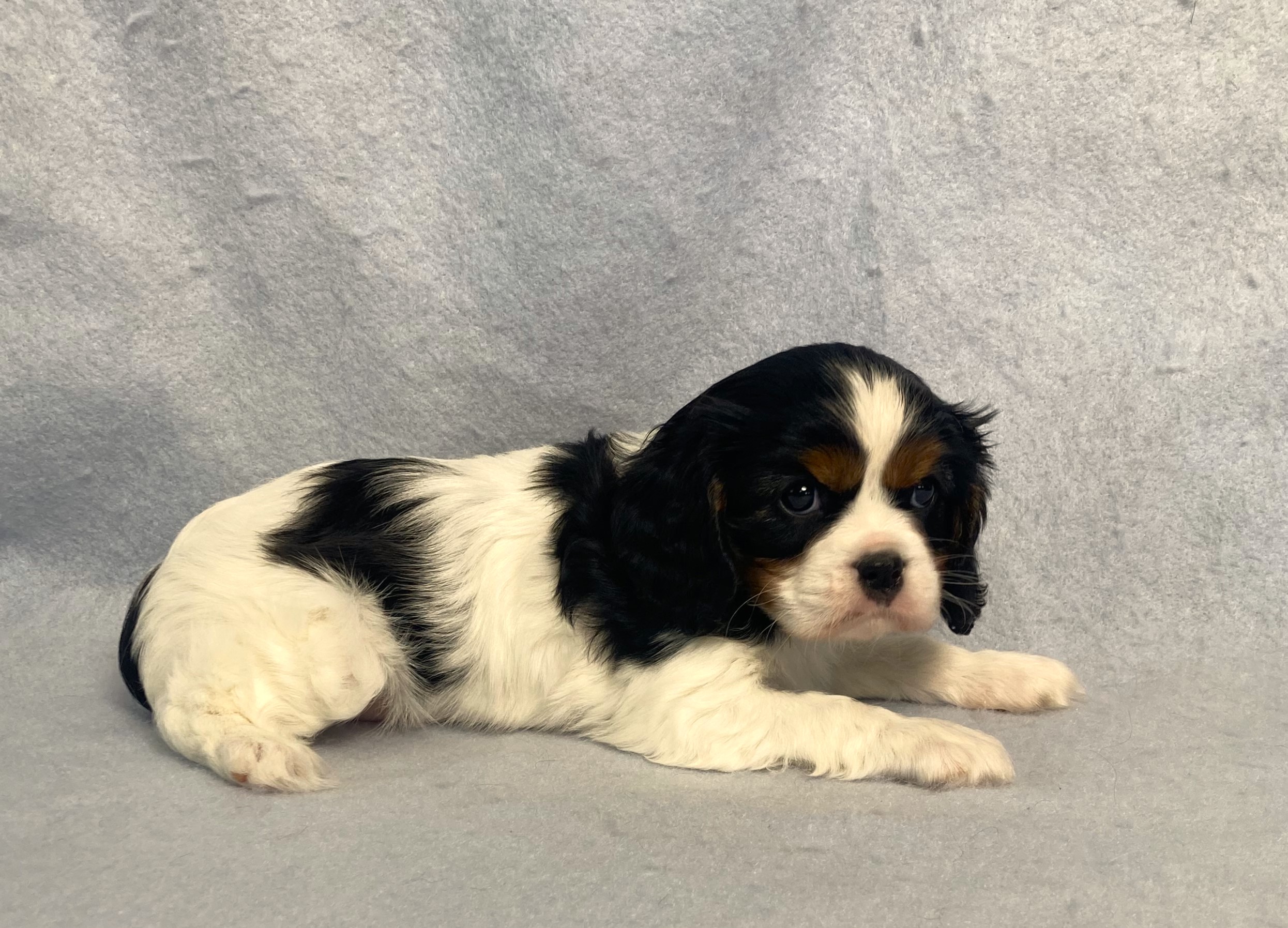 puppy, for, sale, Cavalier King Charles Spaniel,   Little Stream Estates LLC, dog, breeder, Lititz, PA, dog-breeder, puppy-for-sale, forsale, nearby, find, puppyfind, locator, puppylocator, aca