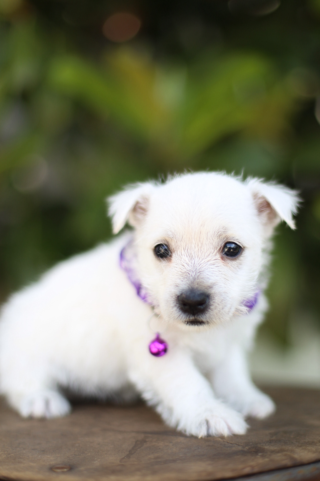 puppy, for, sale, West Highland White Terrier, Kerek & Marisa  Martin, dog, breeder, Mount Joy, PA, dog-breeder, puppy-for-sale, forsale, nearby, find, puppyfind, locator, puppylocator, aca
