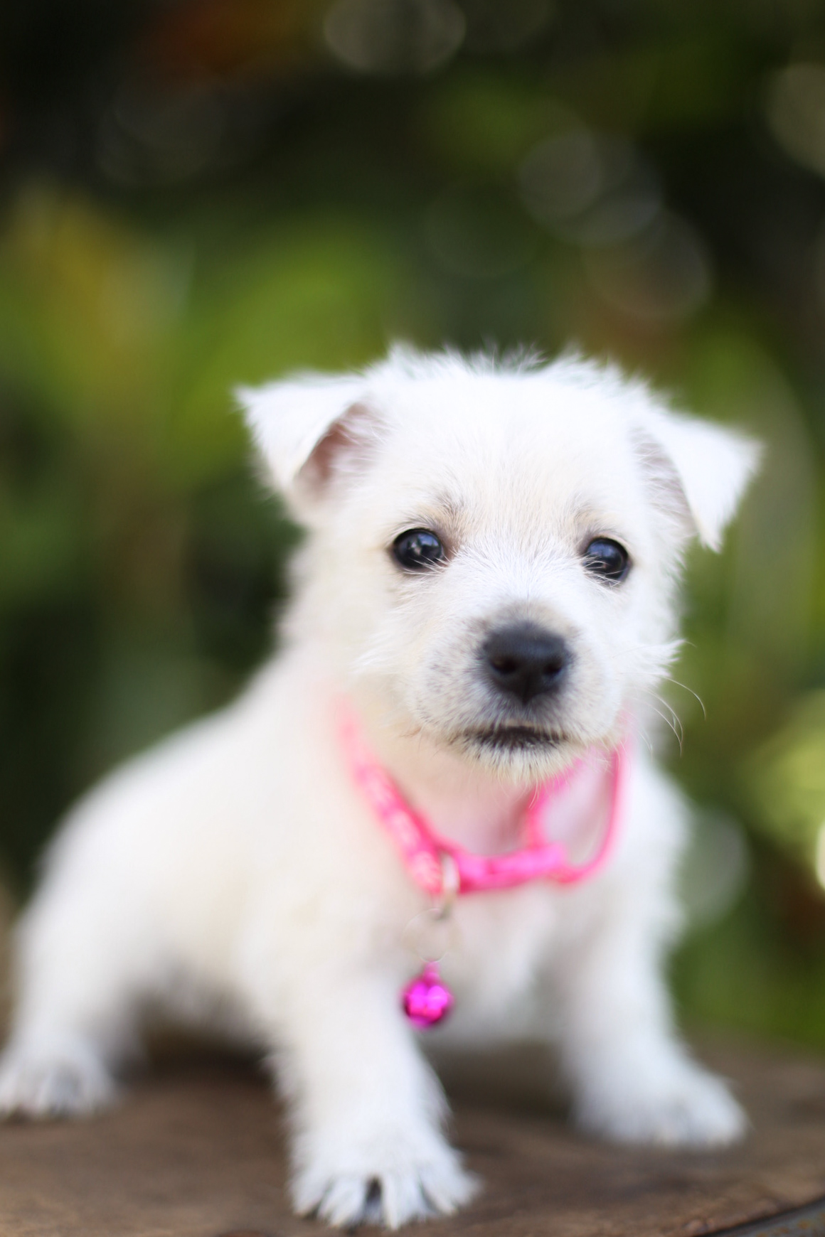 puppy, for, sale, West Highland White Terrier, Kerek & Marisa  Martin, dog, breeder, Mount Joy, PA, dog-breeder, puppy-for-sale, forsale, nearby, find, puppyfind, locator, puppylocator, aca