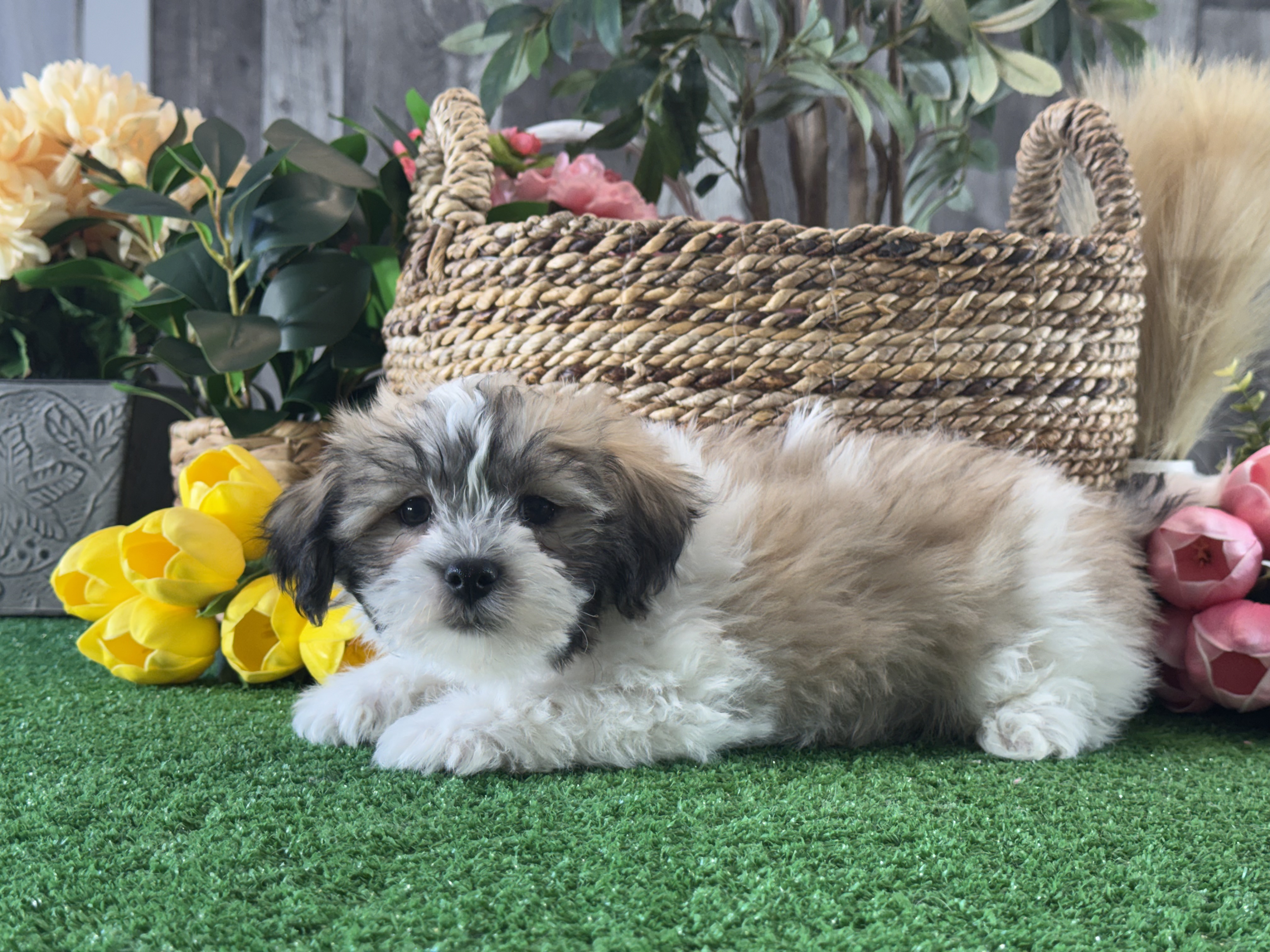 puppy, for, sale, Lhasa Apso/Bichon , Curtis  Martin, dog, breeder, Seneca Falls, NY, dog-breeder, puppy-for-sale, forsale, nearby, find, puppyfind, locator, puppylocator, aca