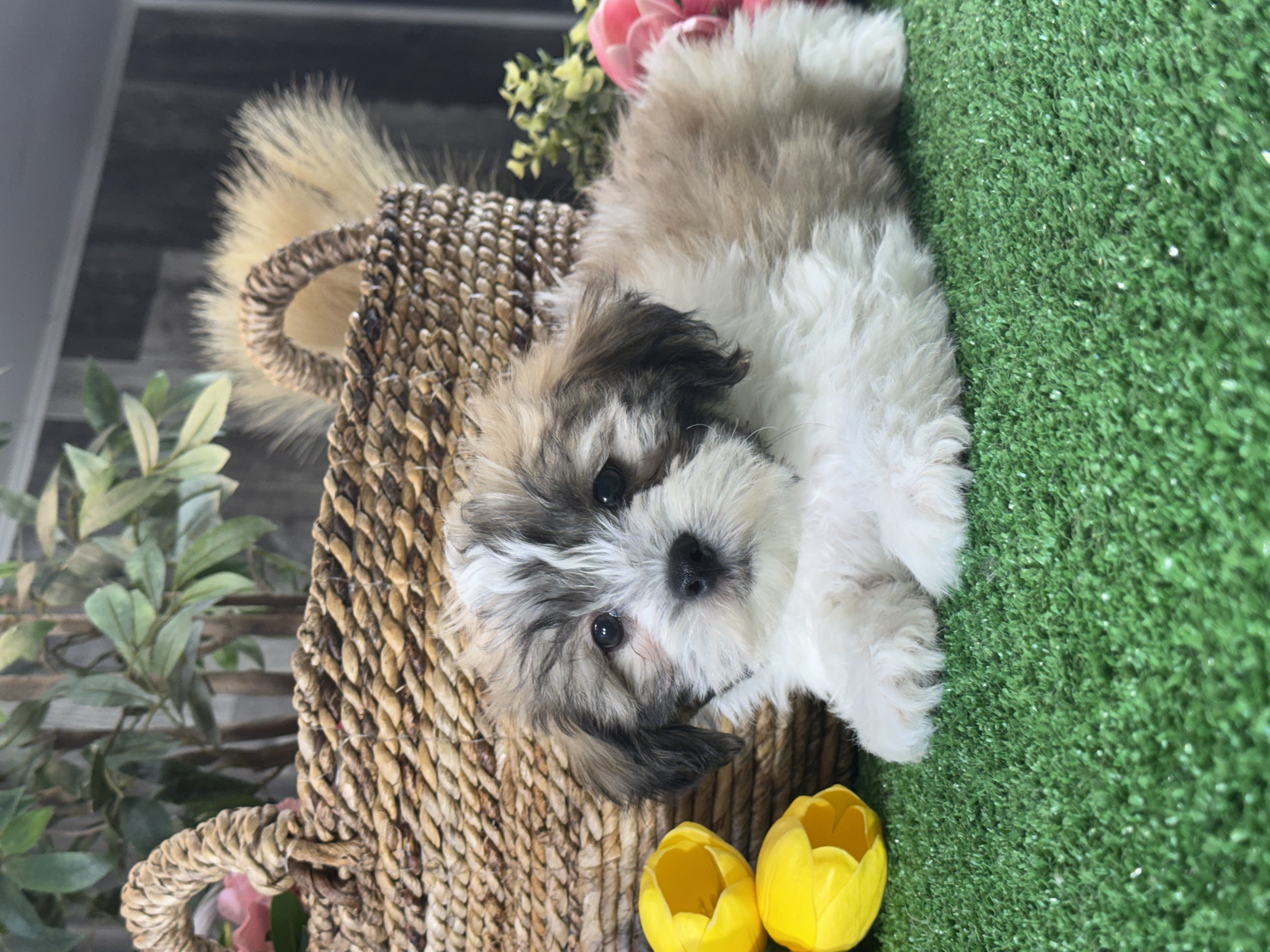 puppy, for, sale, Lhasa Apso/Bichon , Curtis  Martin, dog, breeder, Seneca Falls, NY, dog-breeder, puppy-for-sale, forsale, nearby, find, puppyfind, locator, puppylocator, aca
