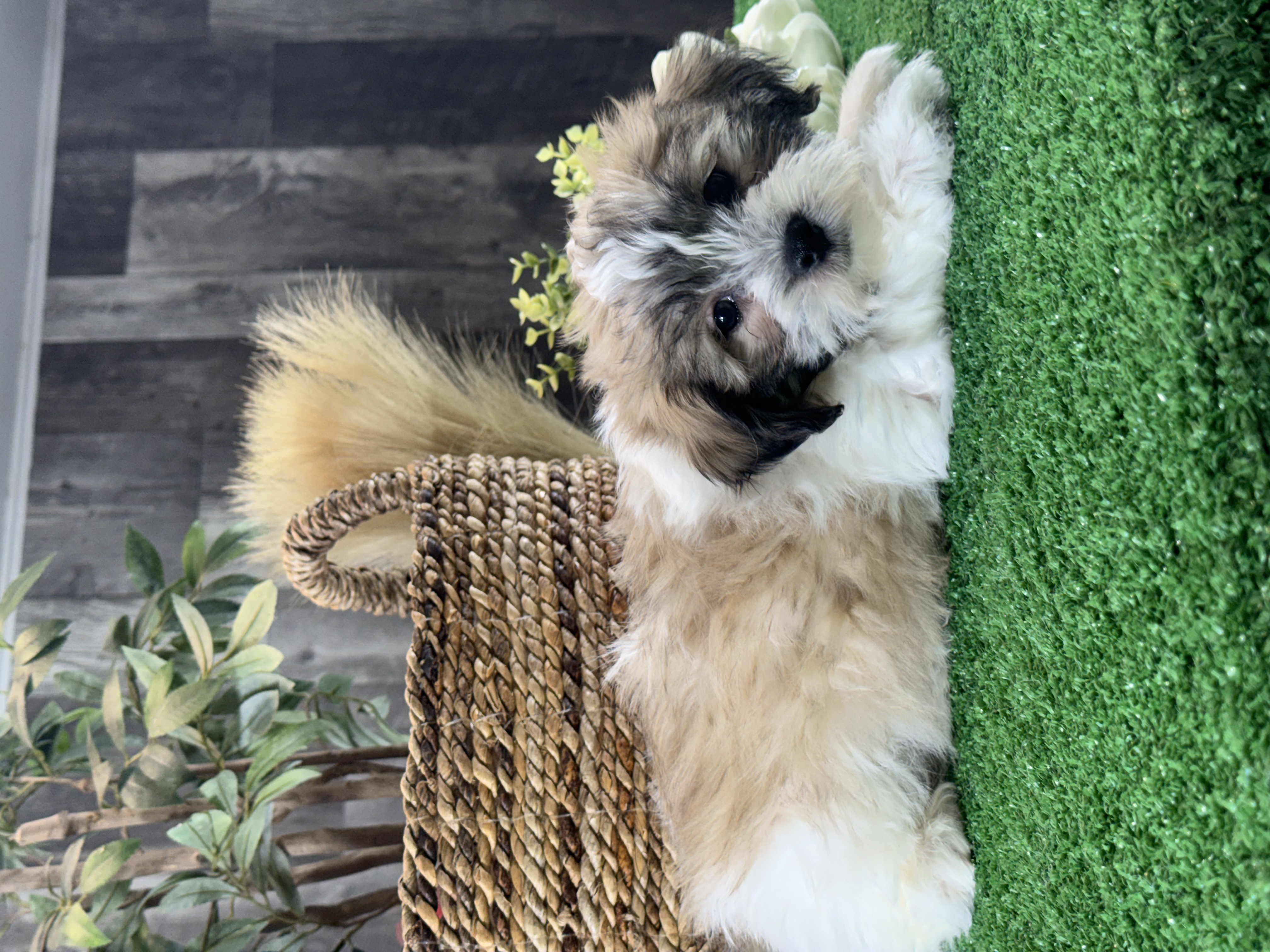 puppy, for, sale, Lhasa Apso/Bichon , Curtis  Martin, dog, breeder, Seneca Falls, NY, dog-breeder, puppy-for-sale, forsale, nearby, find, puppyfind, locator, puppylocator, aca