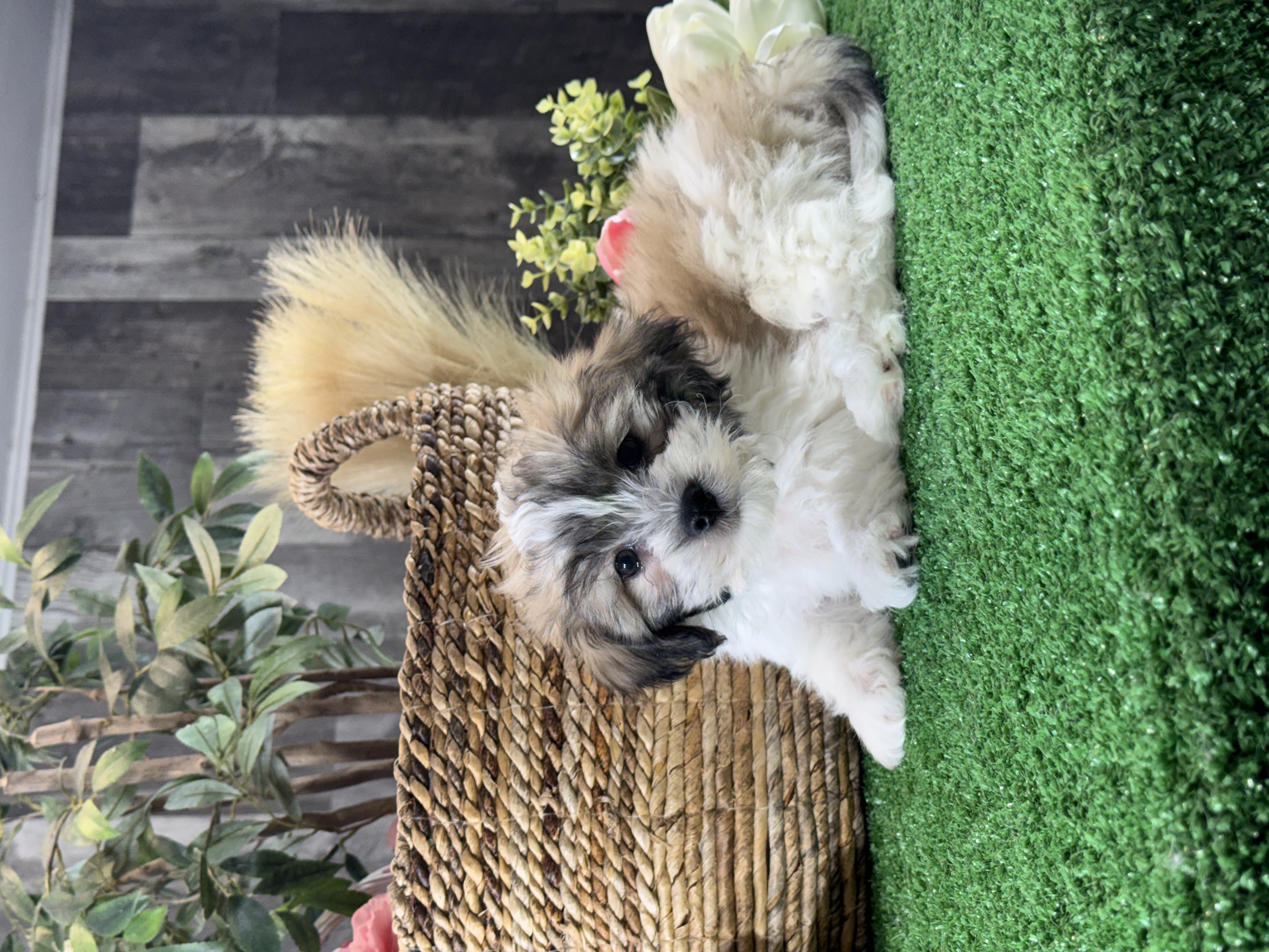 puppy, for, sale, Lhasa Apso/Bichon , Curtis  Martin, dog, breeder, Seneca Falls, NY, dog-breeder, puppy-for-sale, forsale, nearby, find, puppyfind, locator, puppylocator, aca