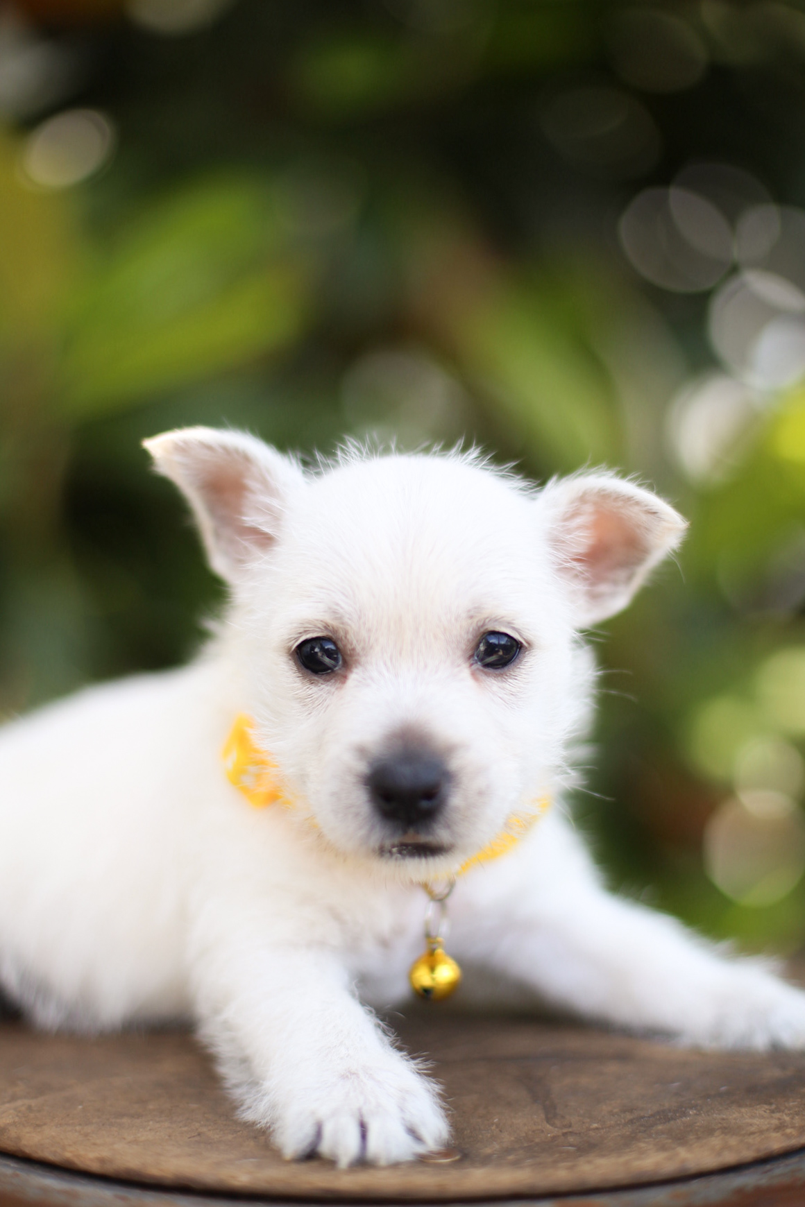 puppy, for, sale, West Highland White Terrier, Kerek & Marisa  Martin, dog, breeder, Mount Joy, PA, dog-breeder, puppy-for-sale, forsale, nearby, find, puppyfind, locator, puppylocator, aca