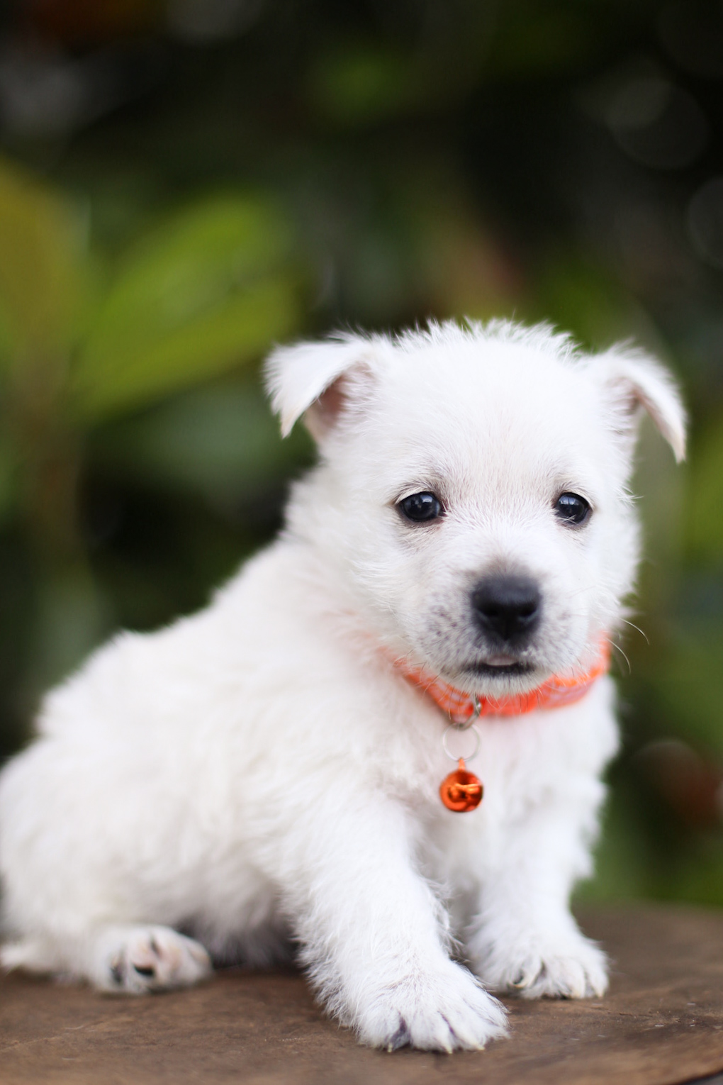 puppy, for, sale, West Highland White Terrier, Kerek & Marisa  Martin, dog, breeder, Mount Joy, PA, dog-breeder, puppy-for-sale, forsale, nearby, find, puppyfind, locator, puppylocator, aca