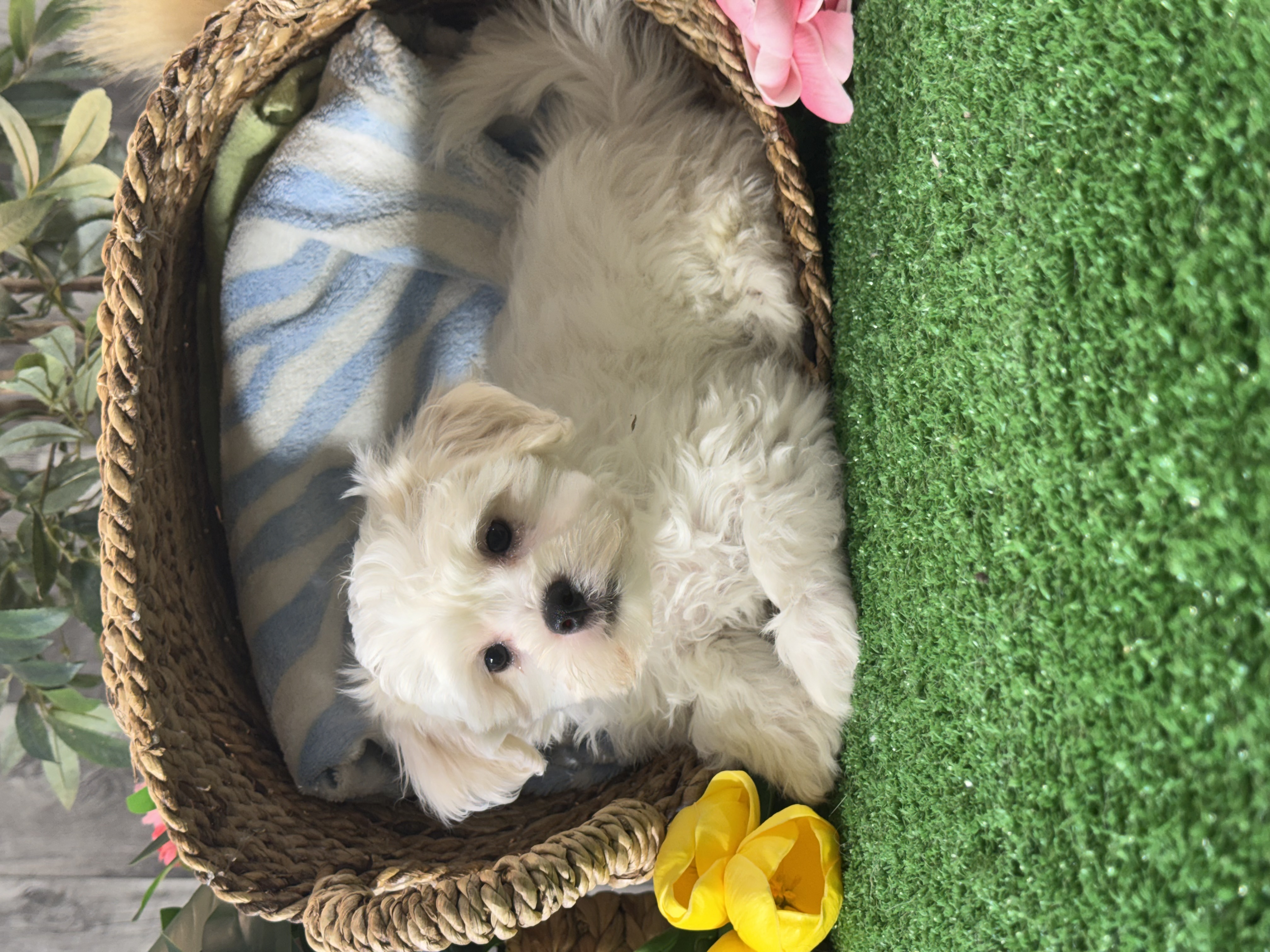 puppy, for, sale, Lhasa Apso/Bichon , Curtis  Martin, dog, breeder, Seneca Falls, NY, dog-breeder, puppy-for-sale, forsale, nearby, find, puppyfind, locator, puppylocator, aca