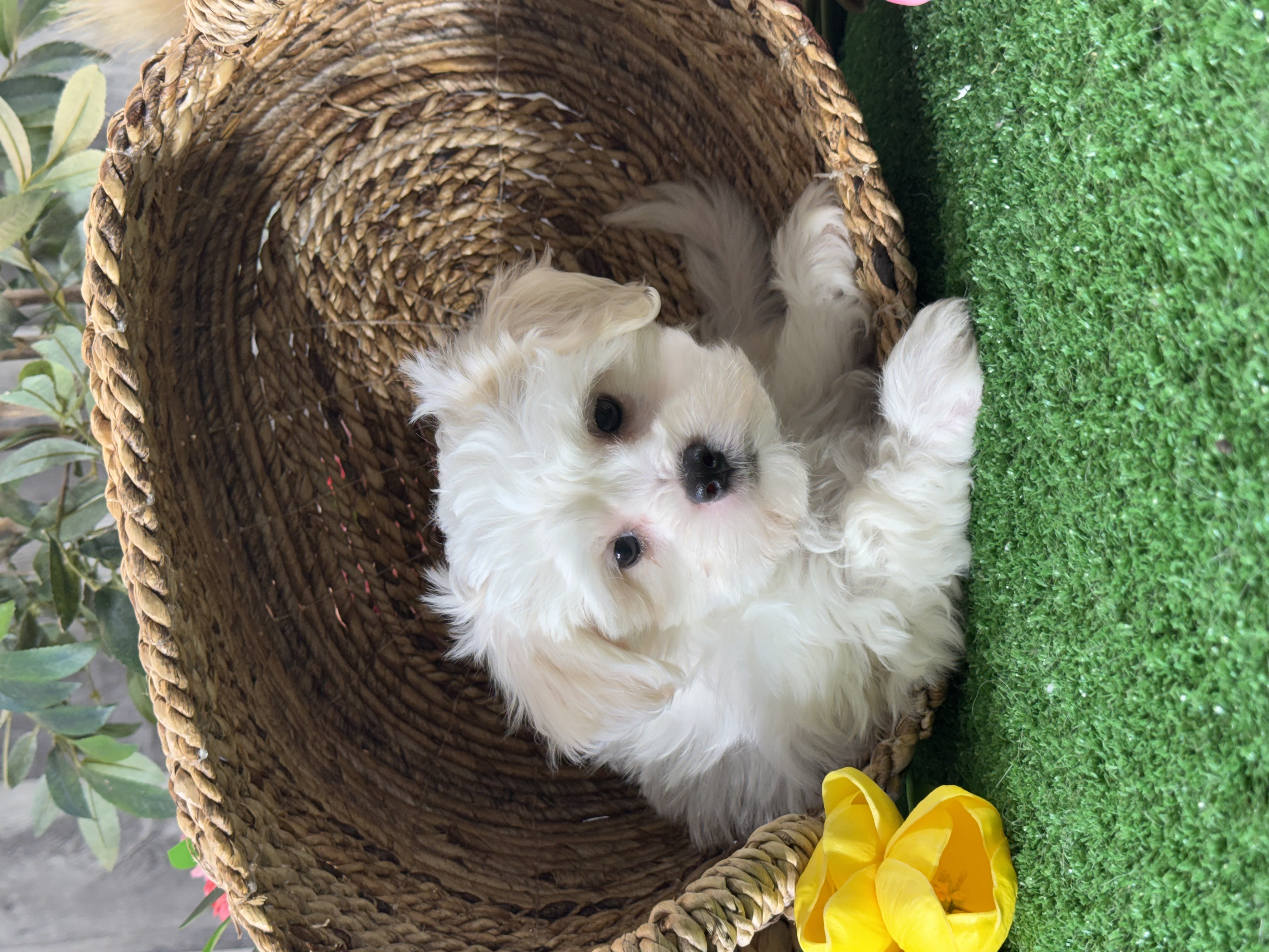 puppy, for, sale, Lhasa Apso/Bichon , Curtis  Martin, dog, breeder, Seneca Falls, NY, dog-breeder, puppy-for-sale, forsale, nearby, find, puppyfind, locator, puppylocator, aca