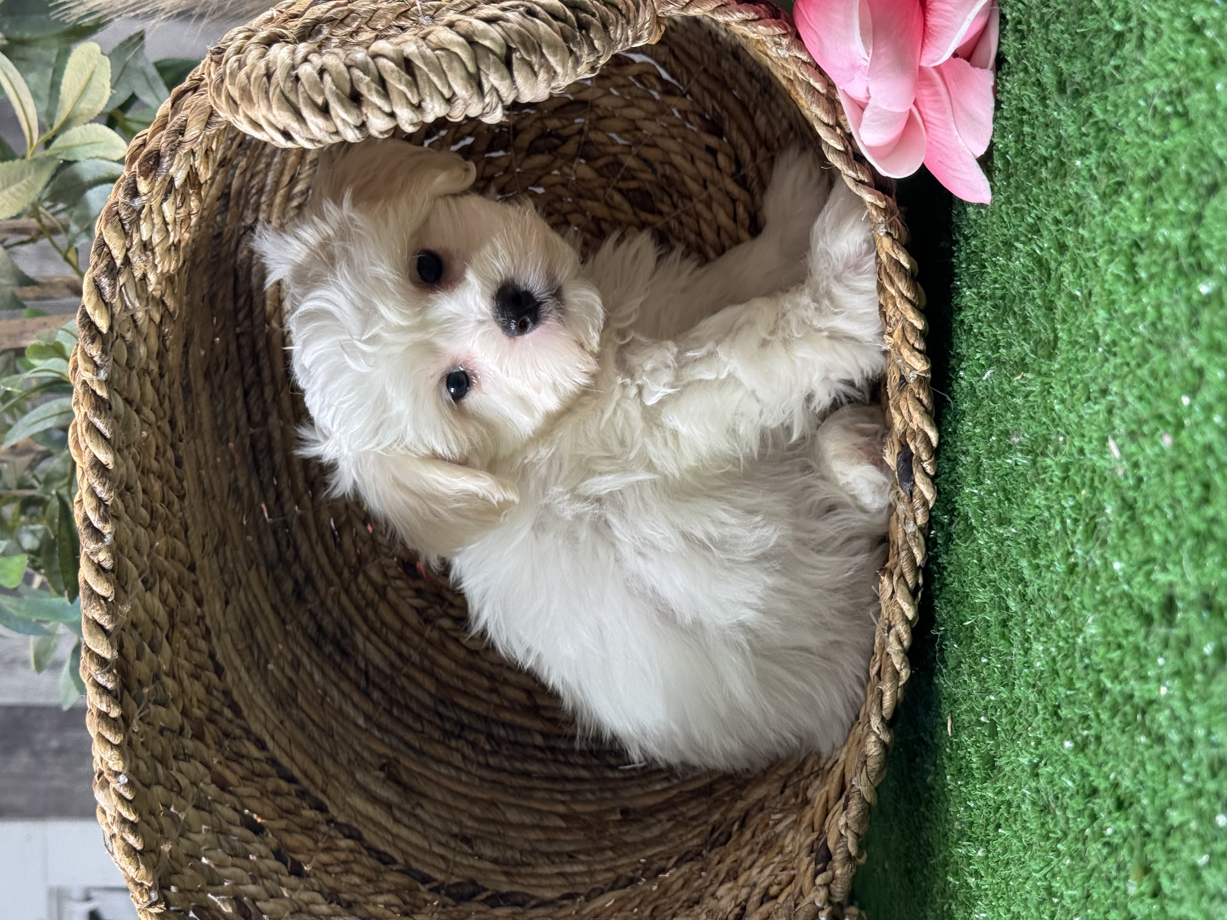 puppy, for, sale, Lhasa Apso/Bichon , Curtis  Martin, dog, breeder, Seneca Falls, NY, dog-breeder, puppy-for-sale, forsale, nearby, find, puppyfind, locator, puppylocator, aca